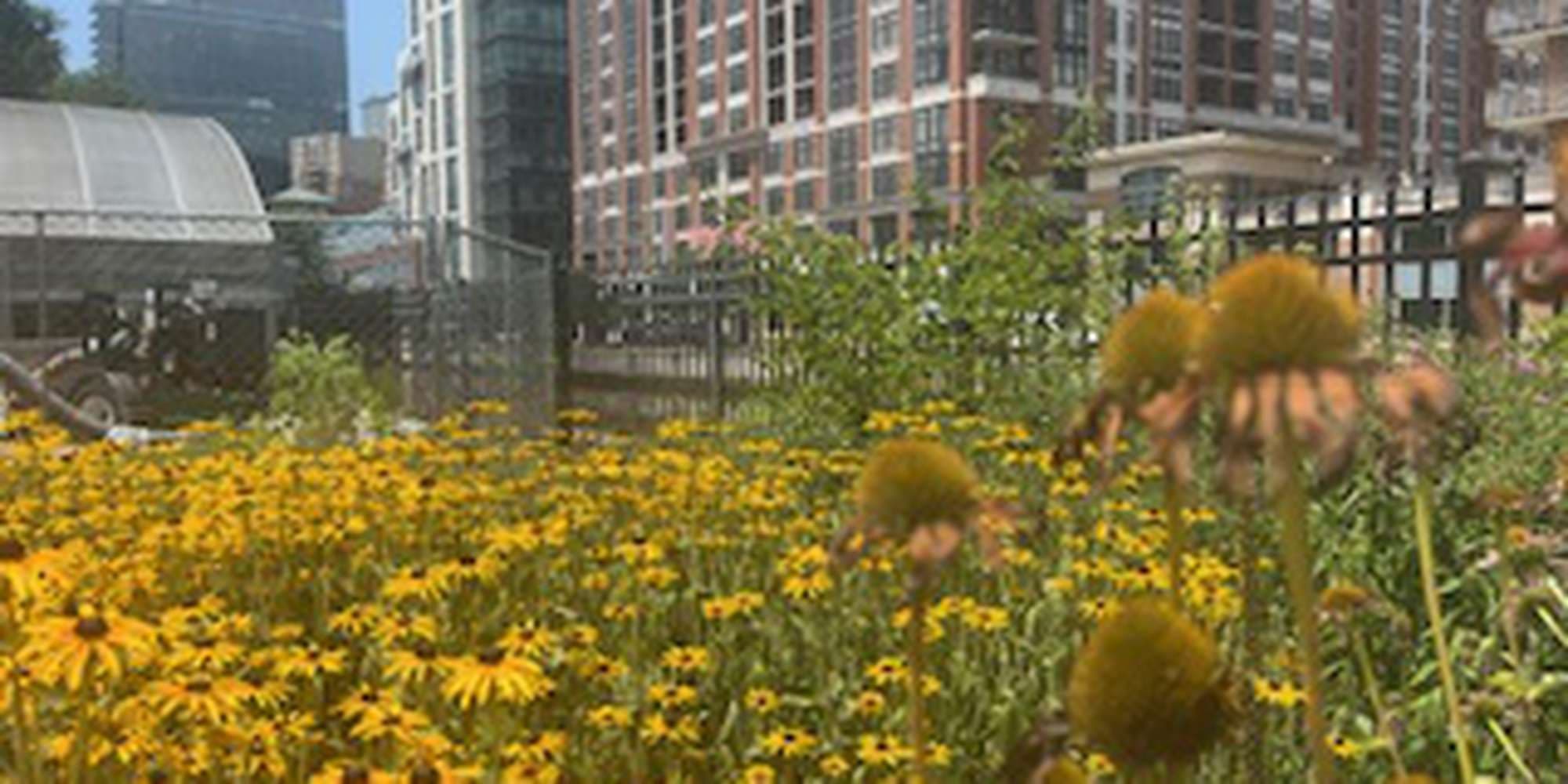 Second image to compare