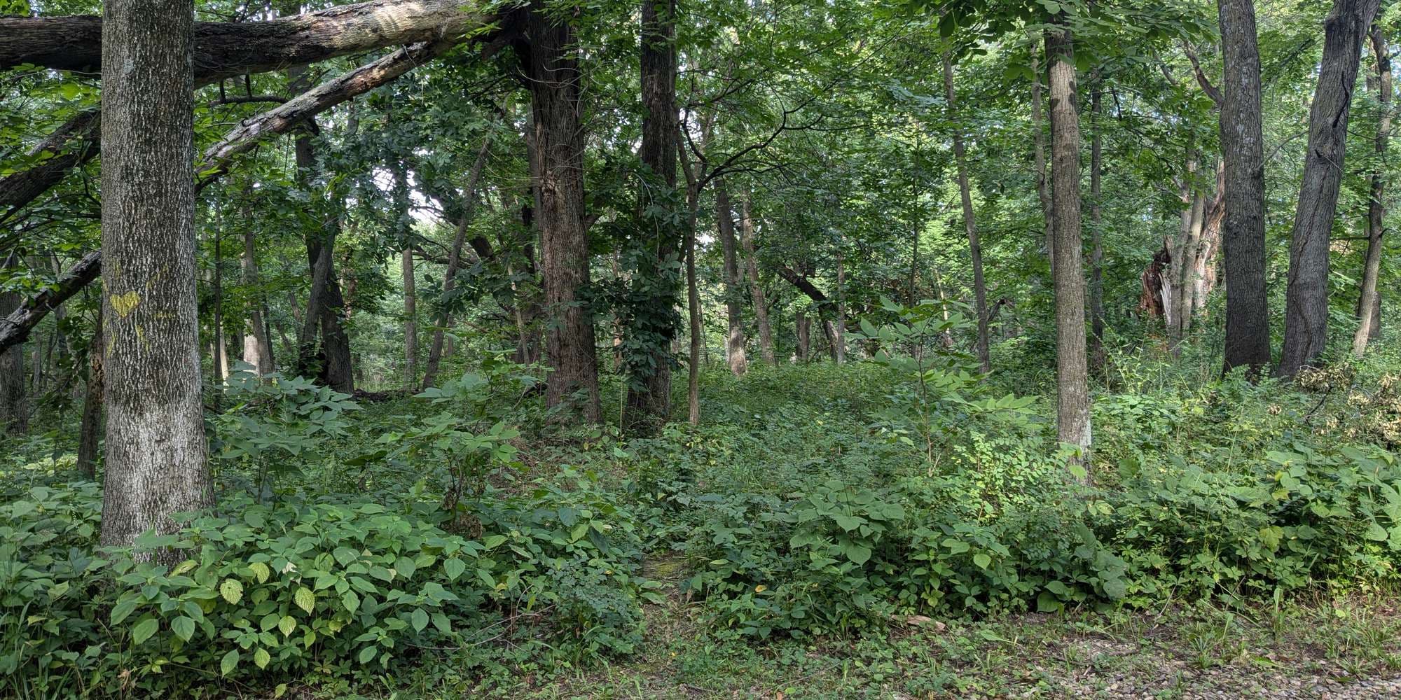 First image to compare