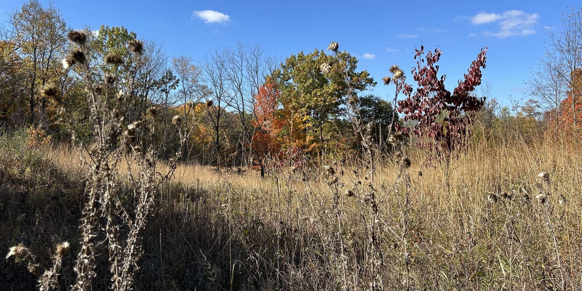 Second image to compare