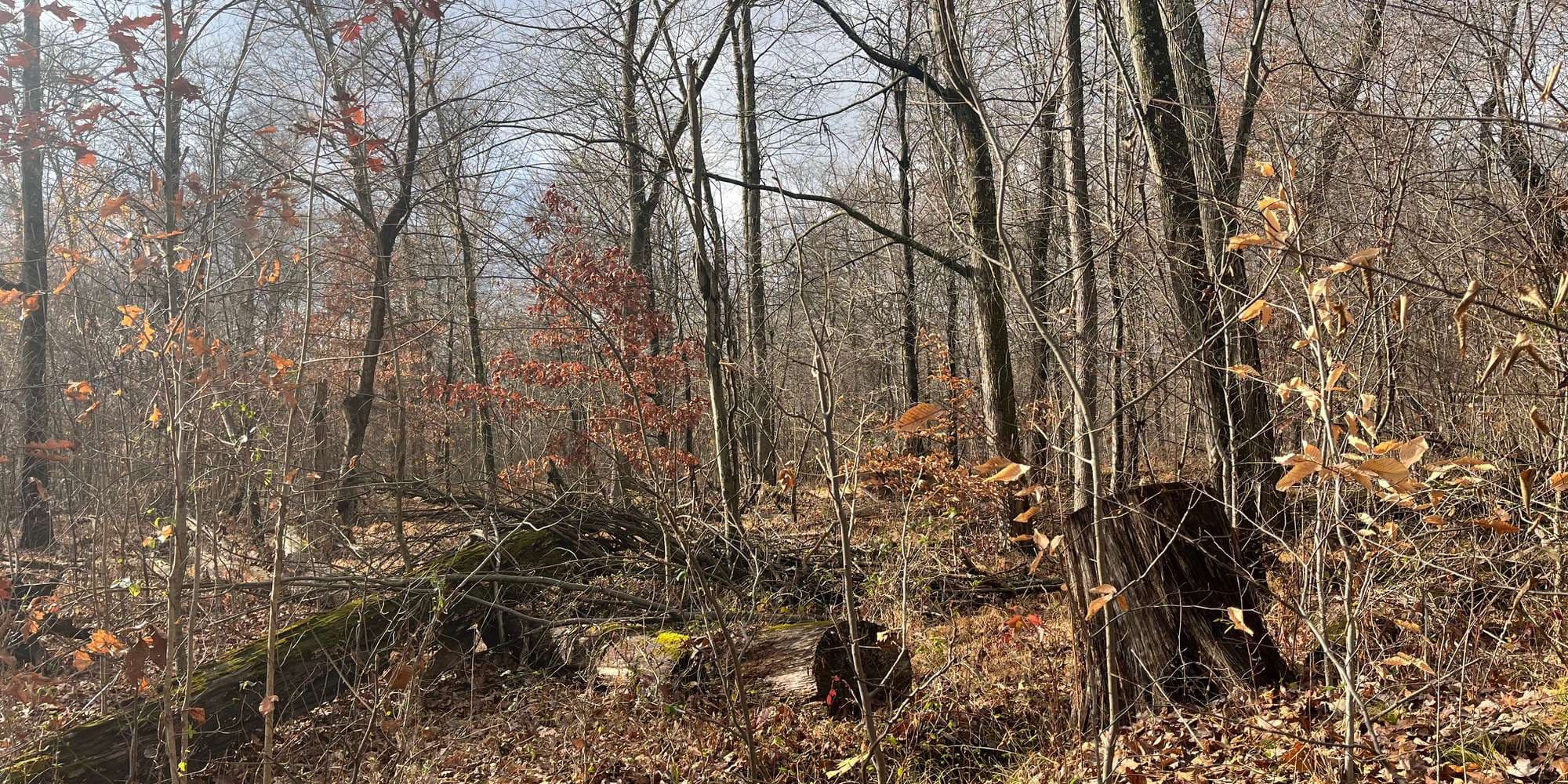 Second image to compare