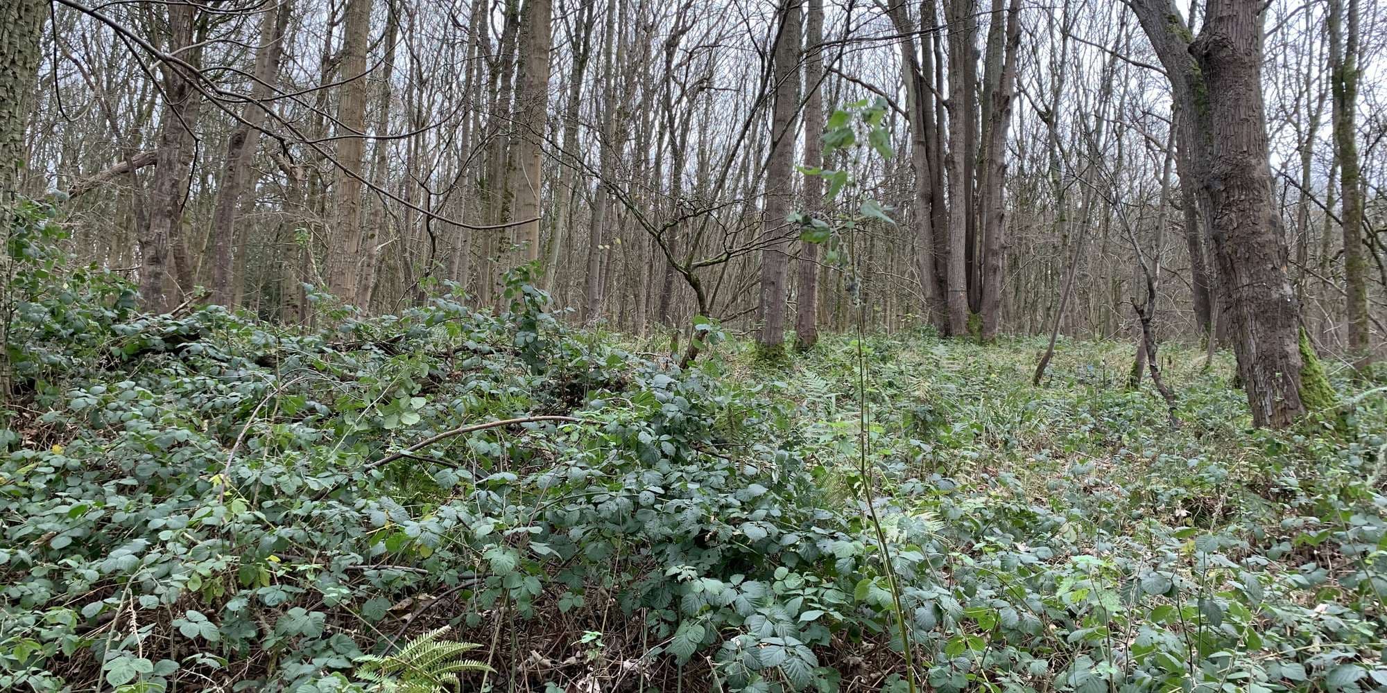 Second image to compare