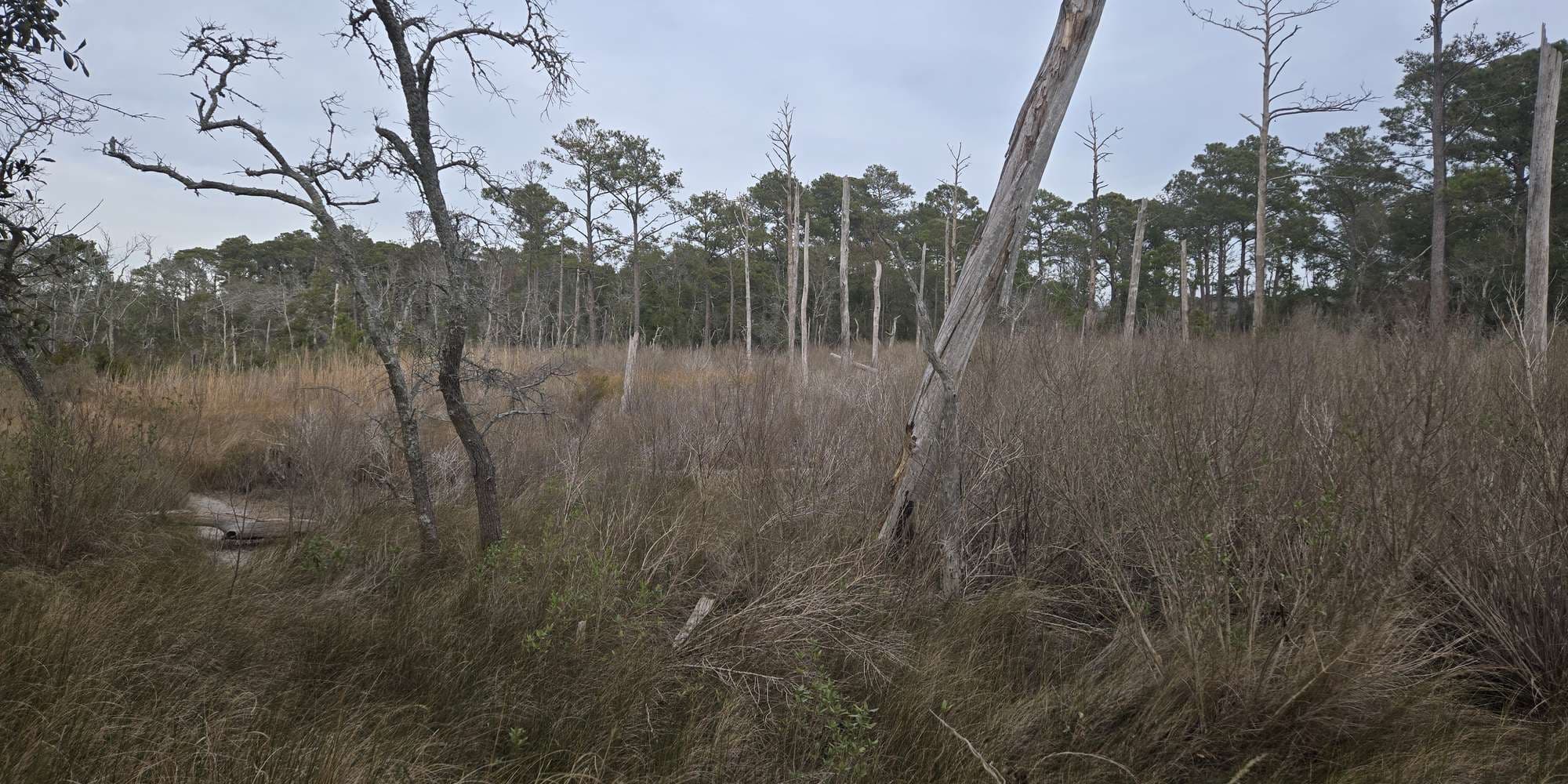 Second image to compare