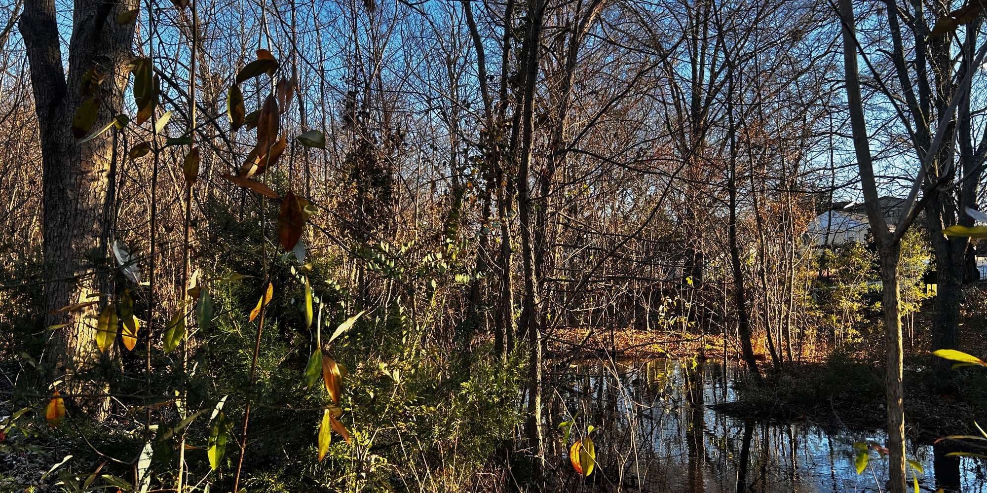 Second image to compare