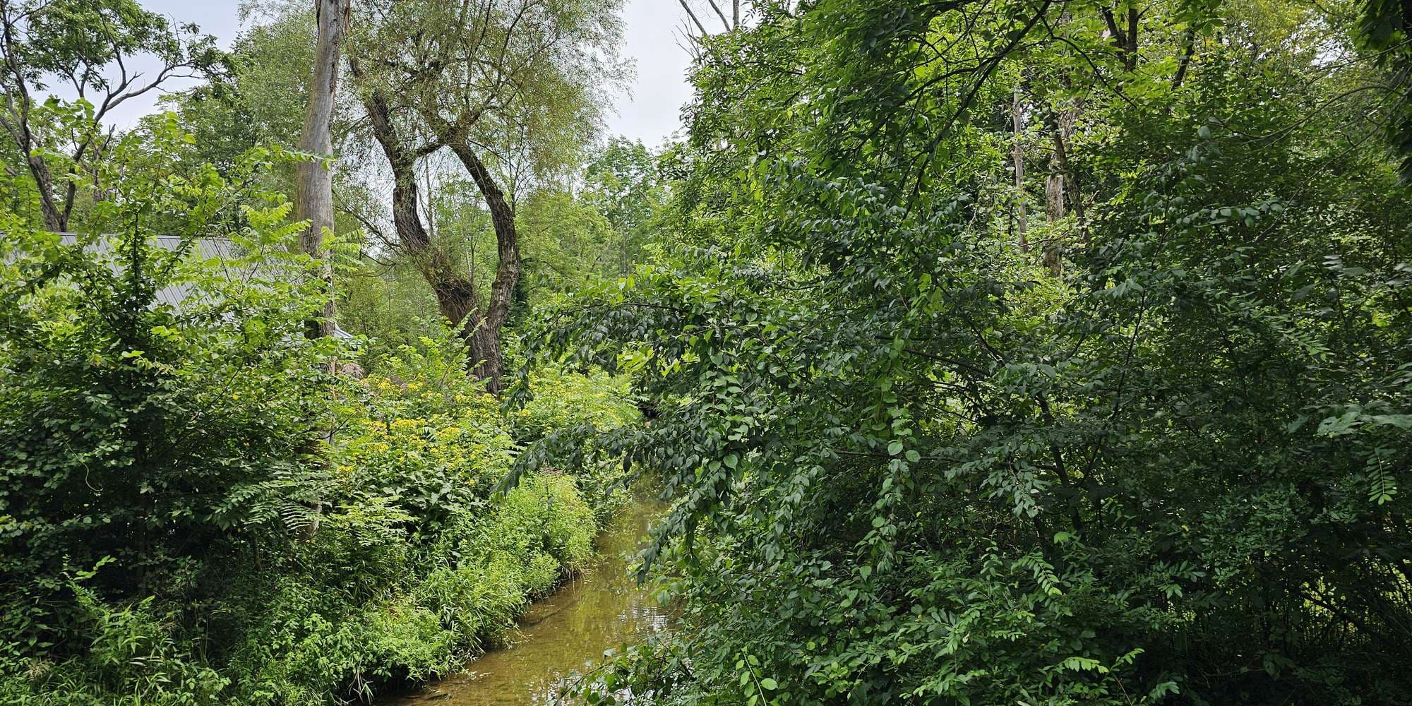 Second image to compare