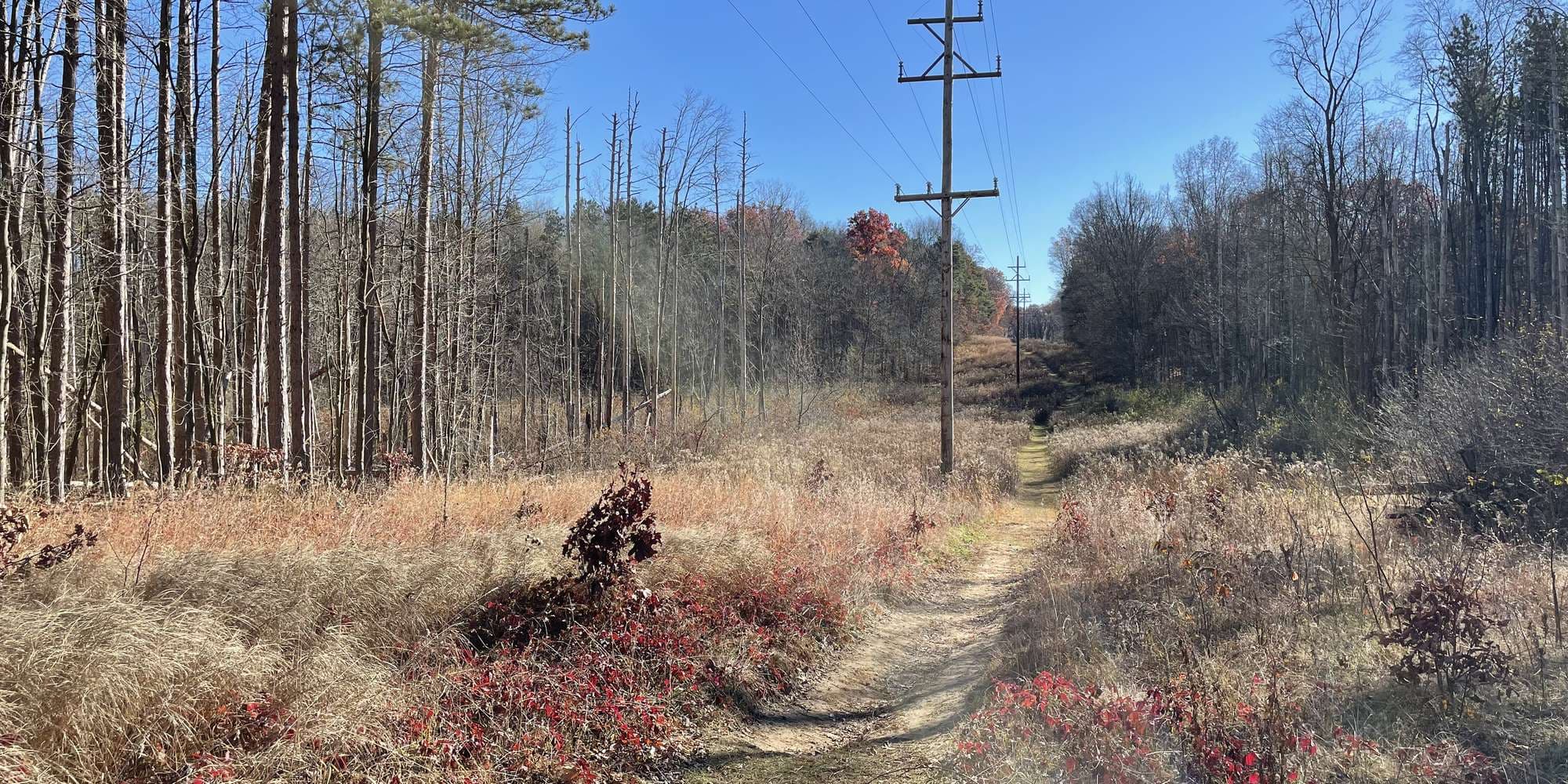 Second image to compare