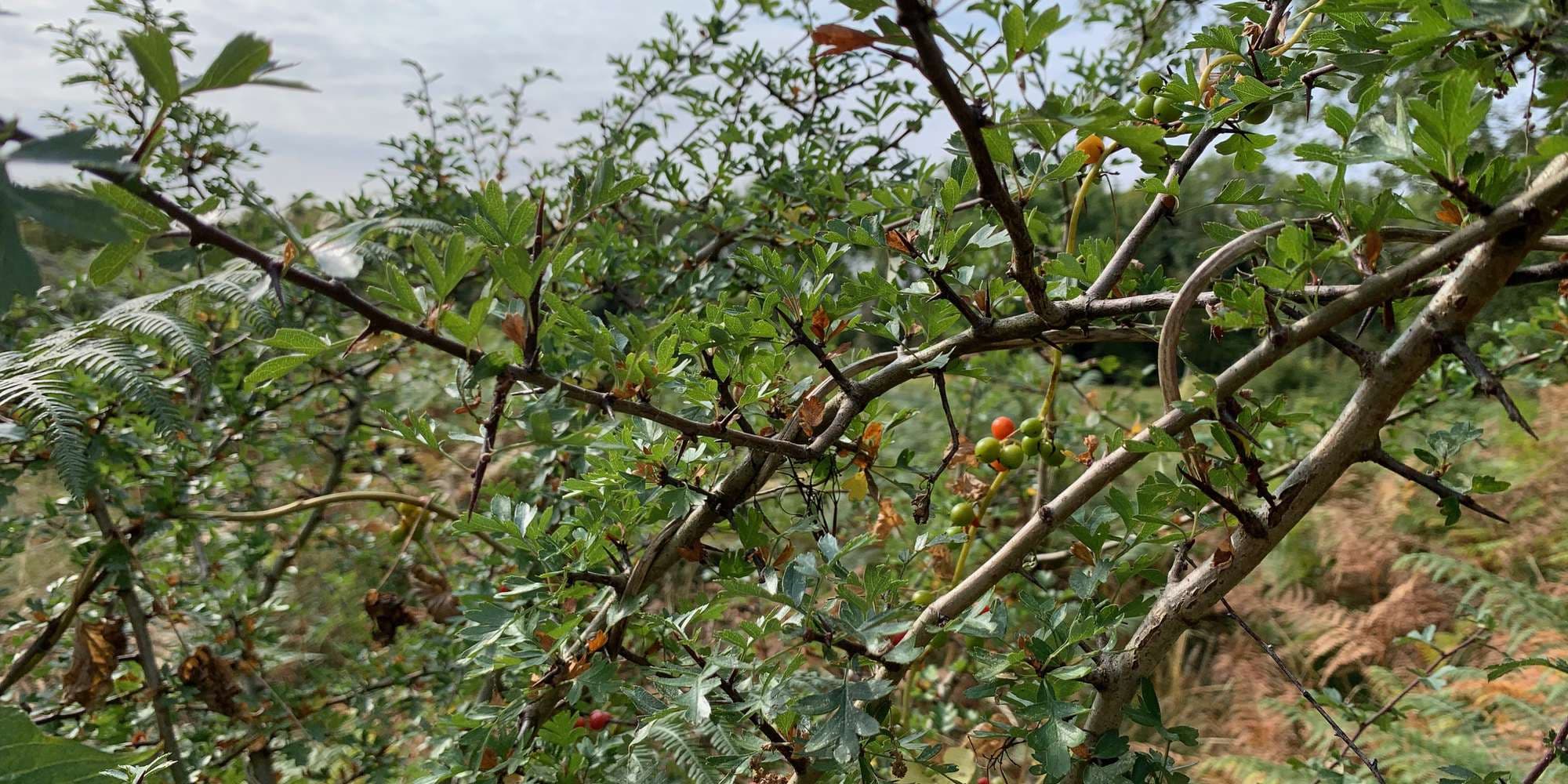 Second image to compare