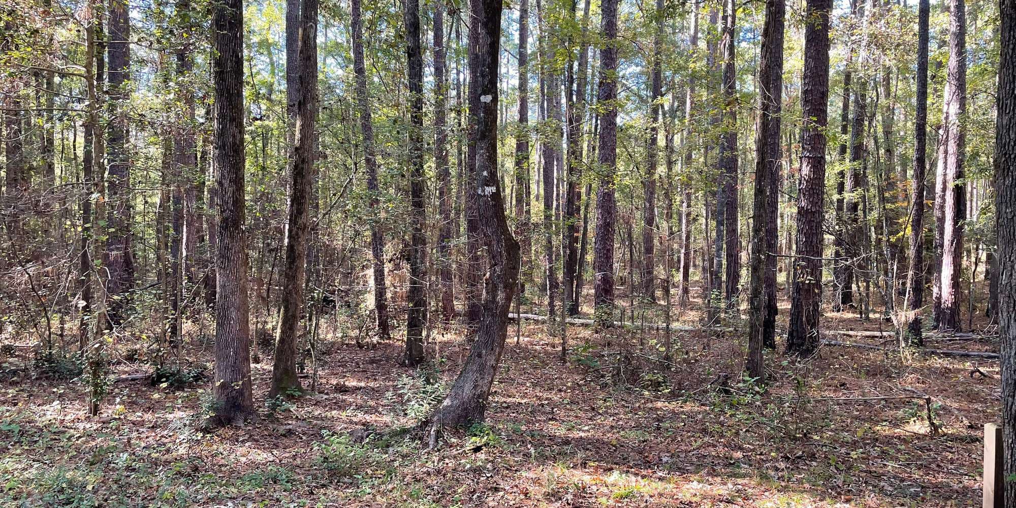 Second image to compare