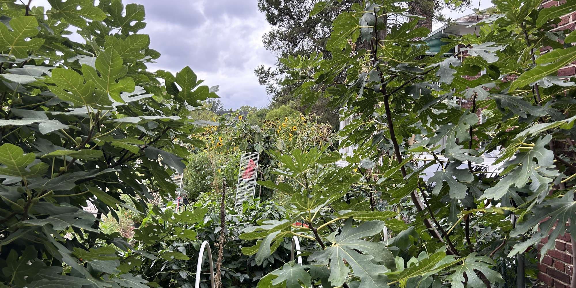 Second image to compare