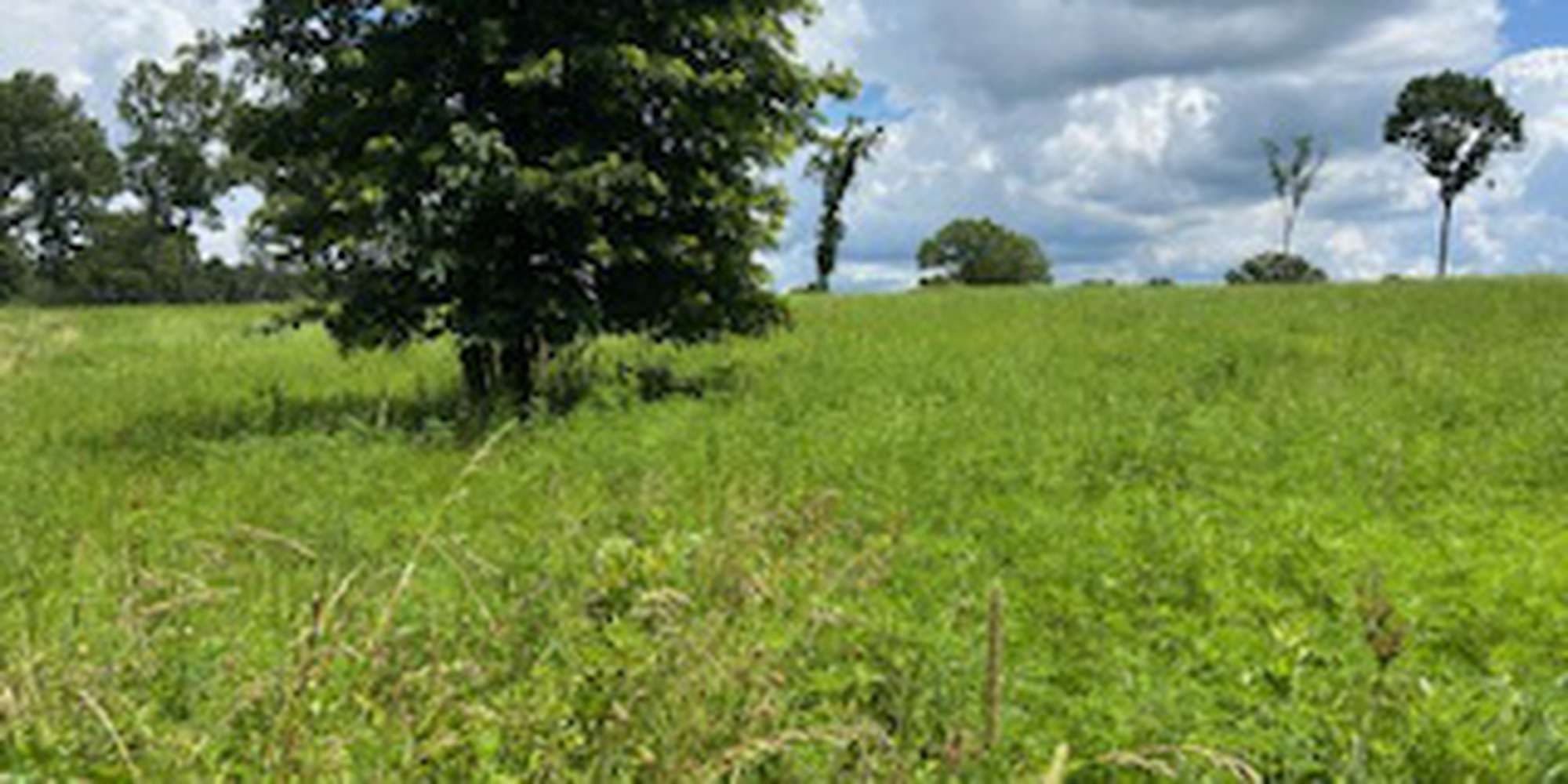 Second image to compare