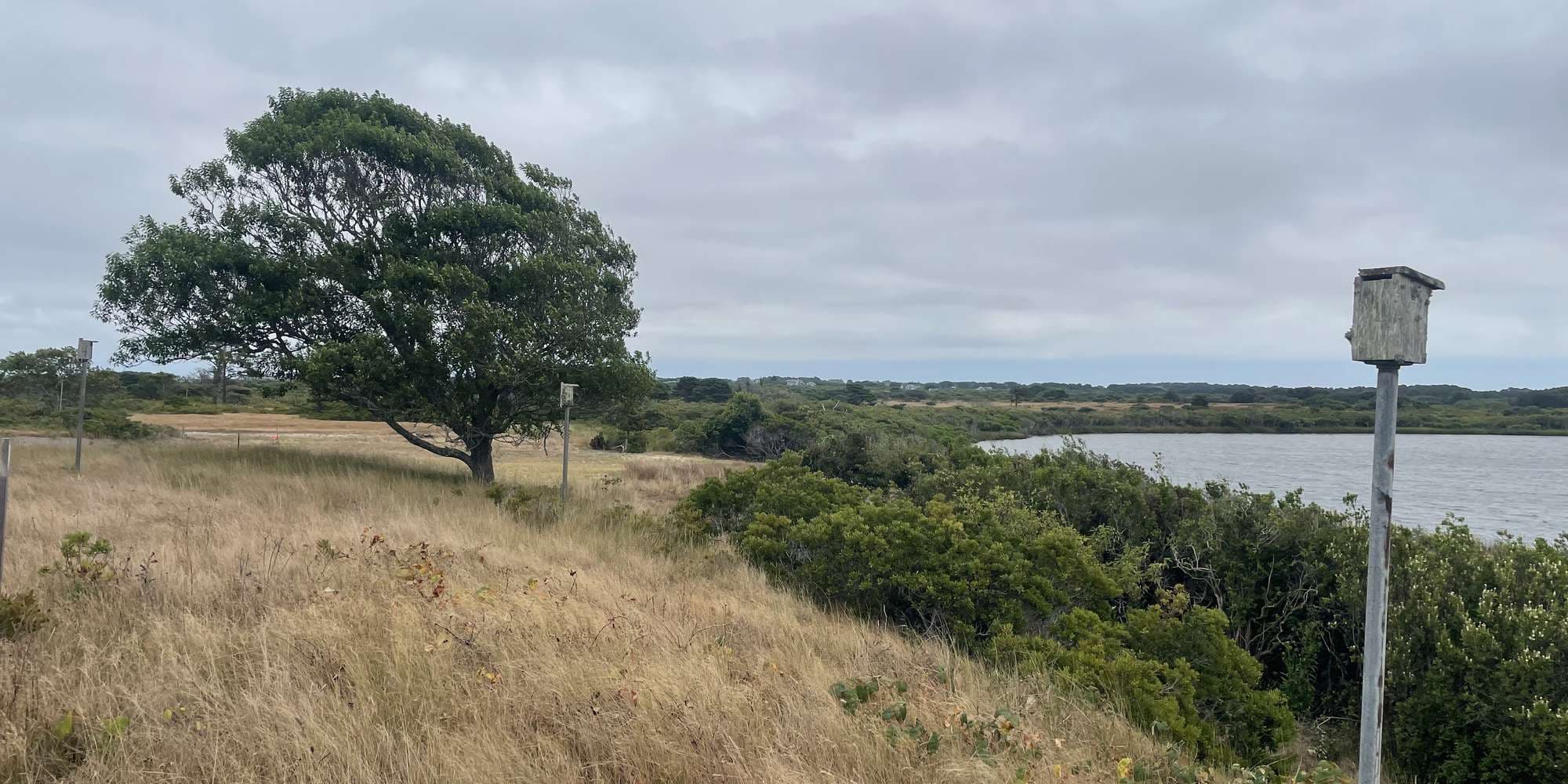 Second image to compare