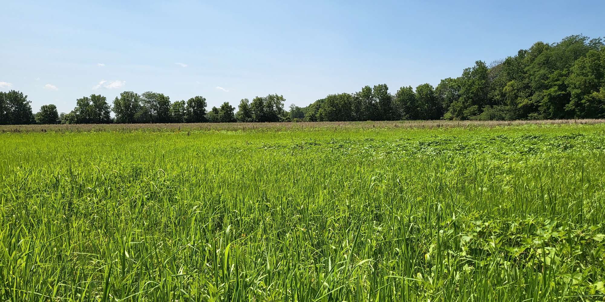 First image to compare