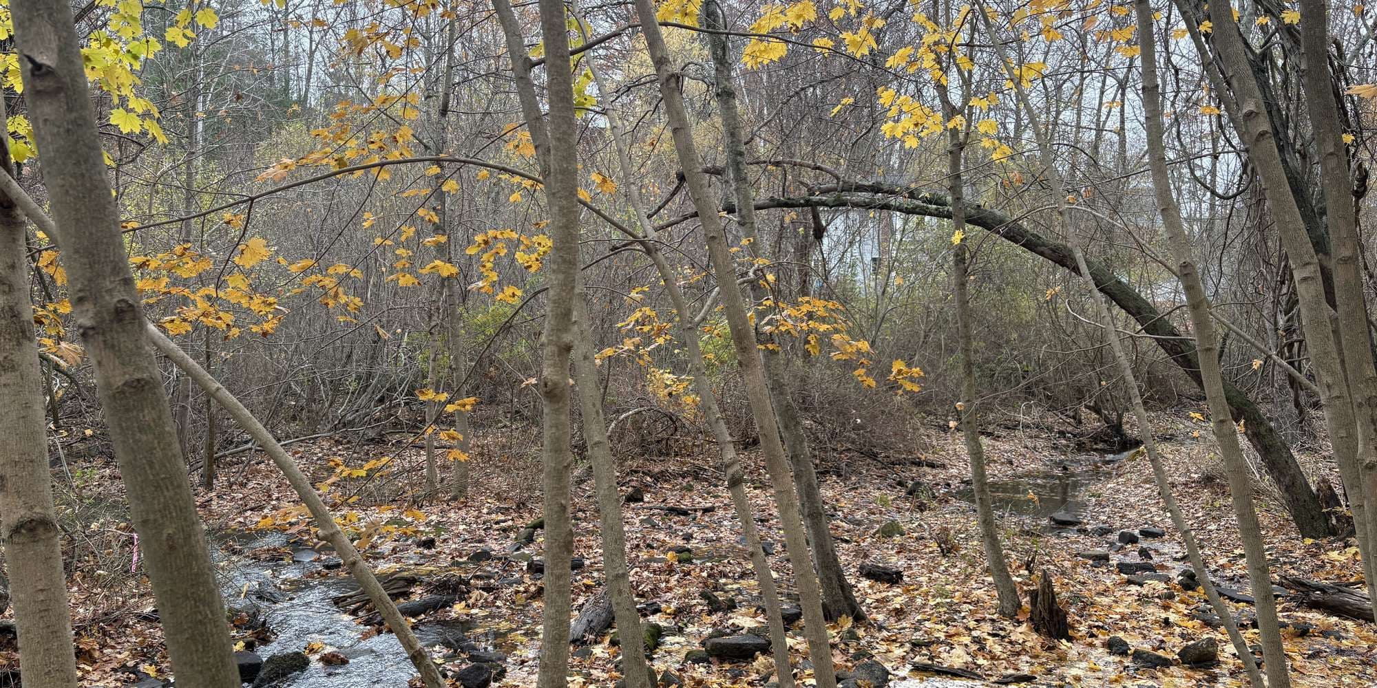 Second image to compare