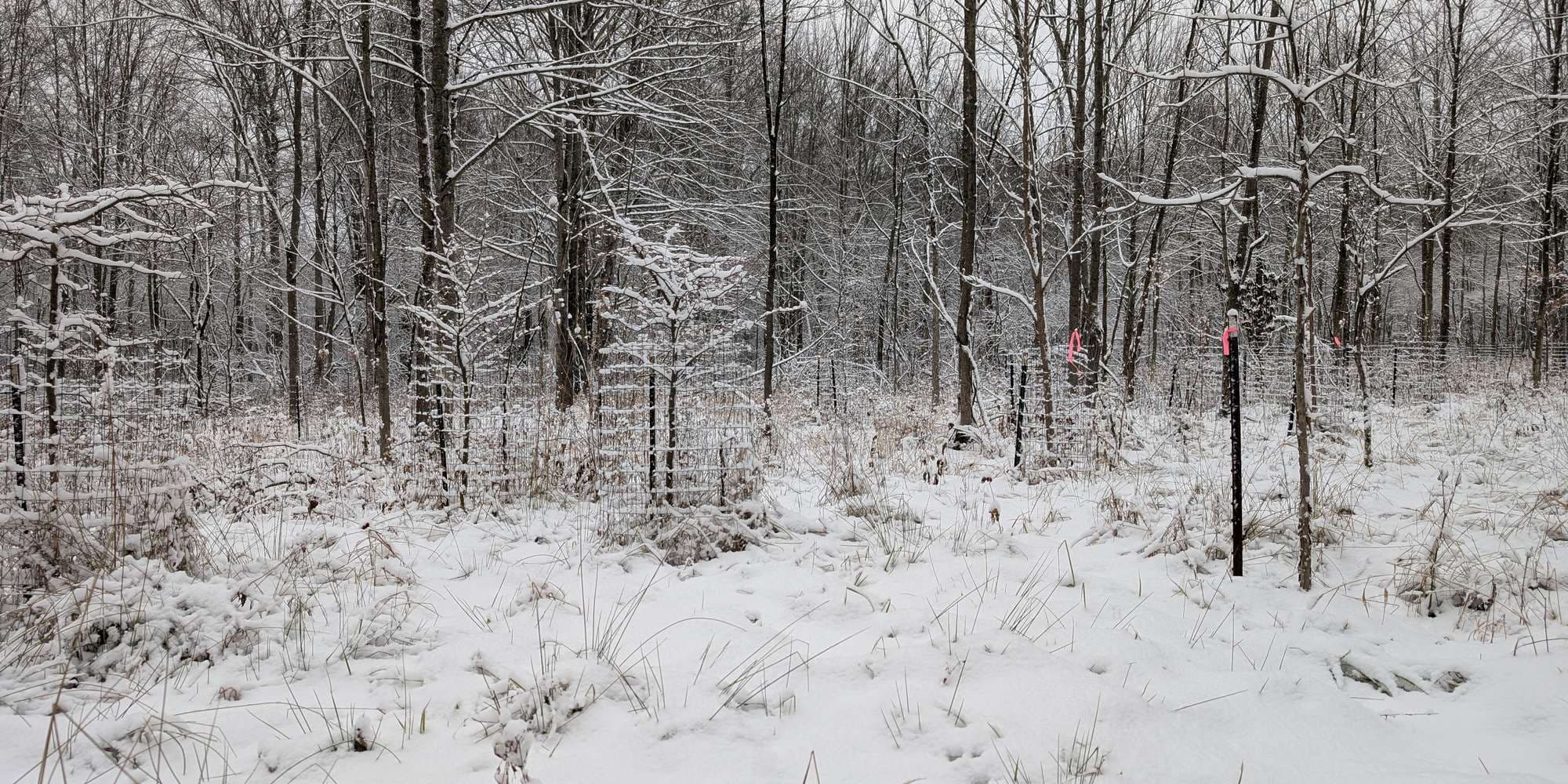 Second image to compare