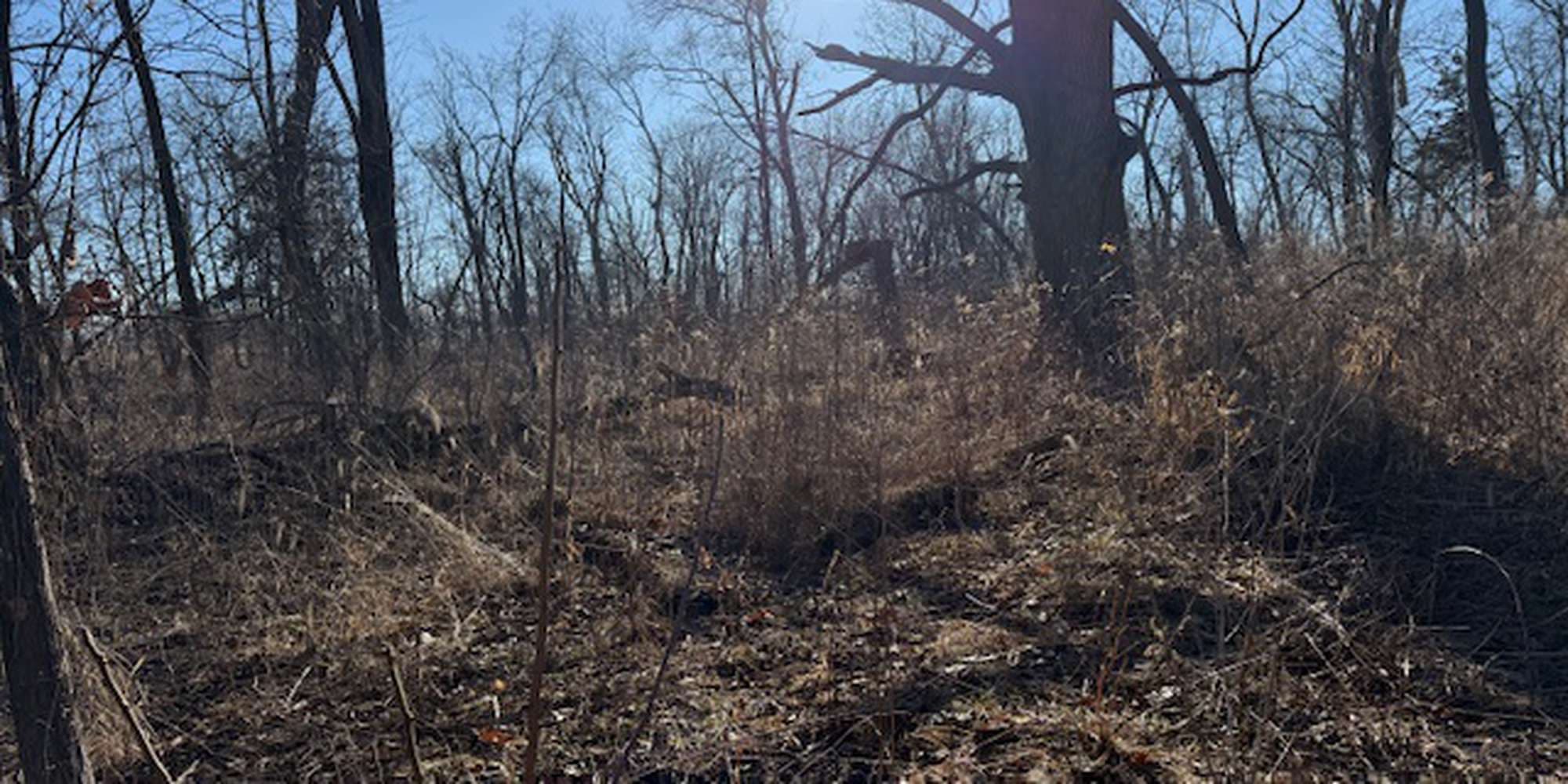 Second image to compare