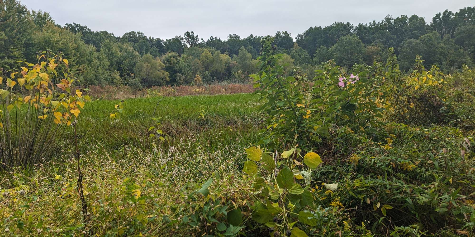 First image to compare