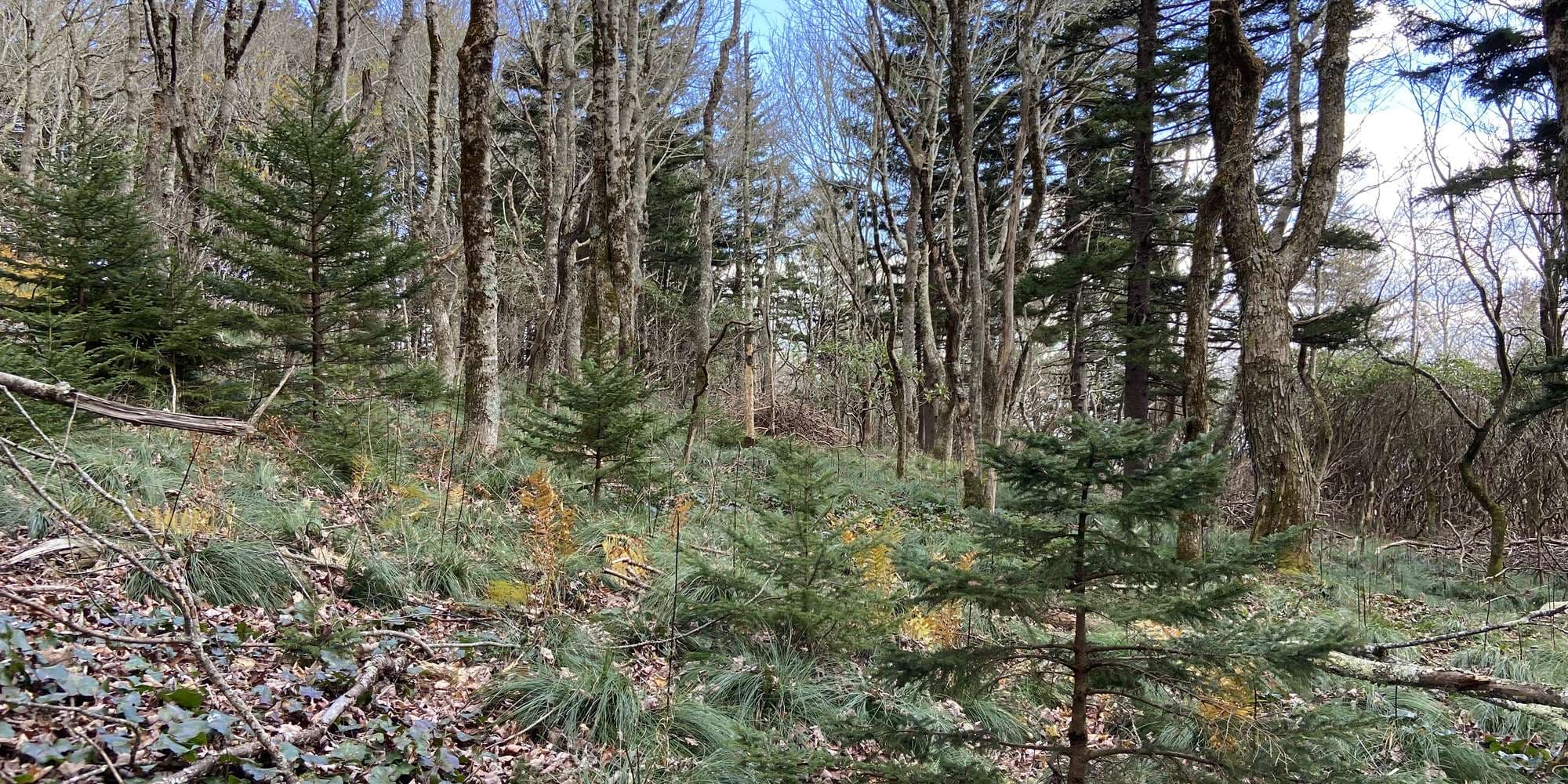 Second image to compare