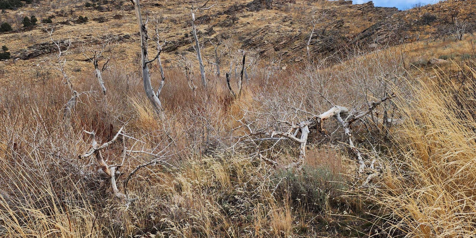 Second image to compare