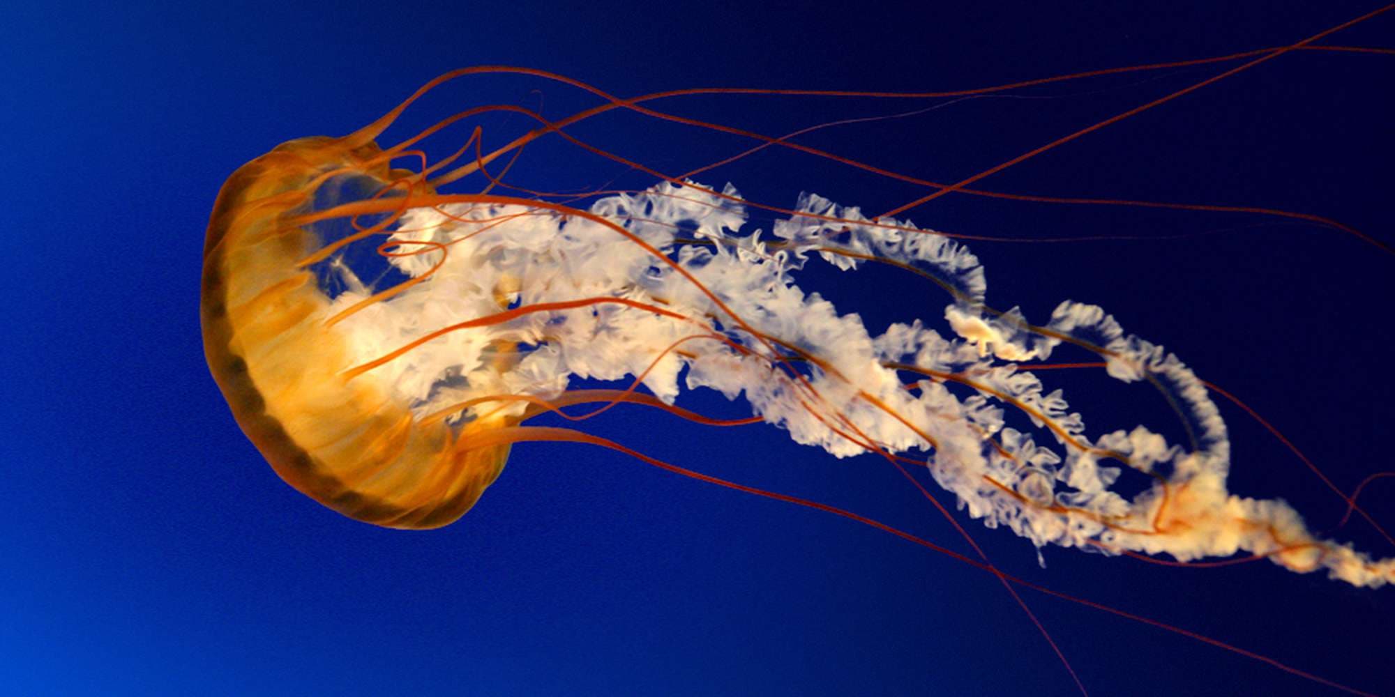 First image to compare