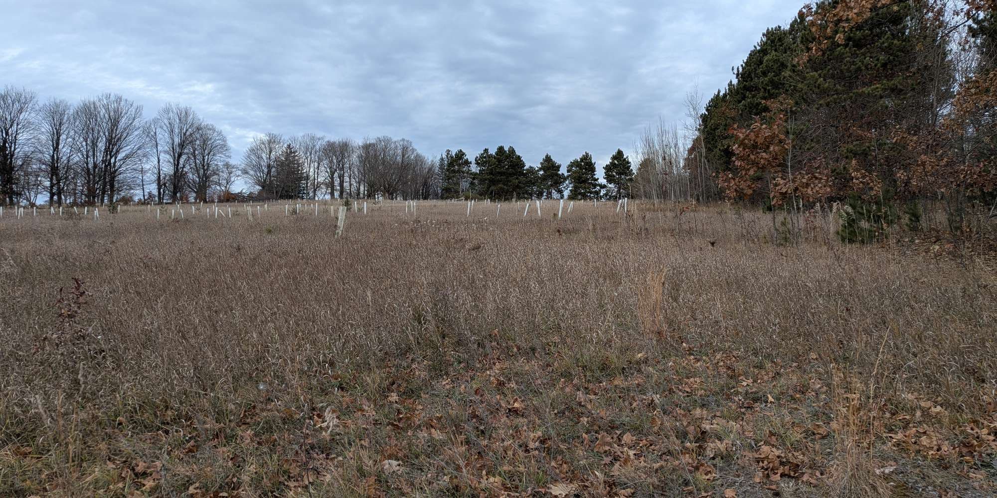 Second image to compare