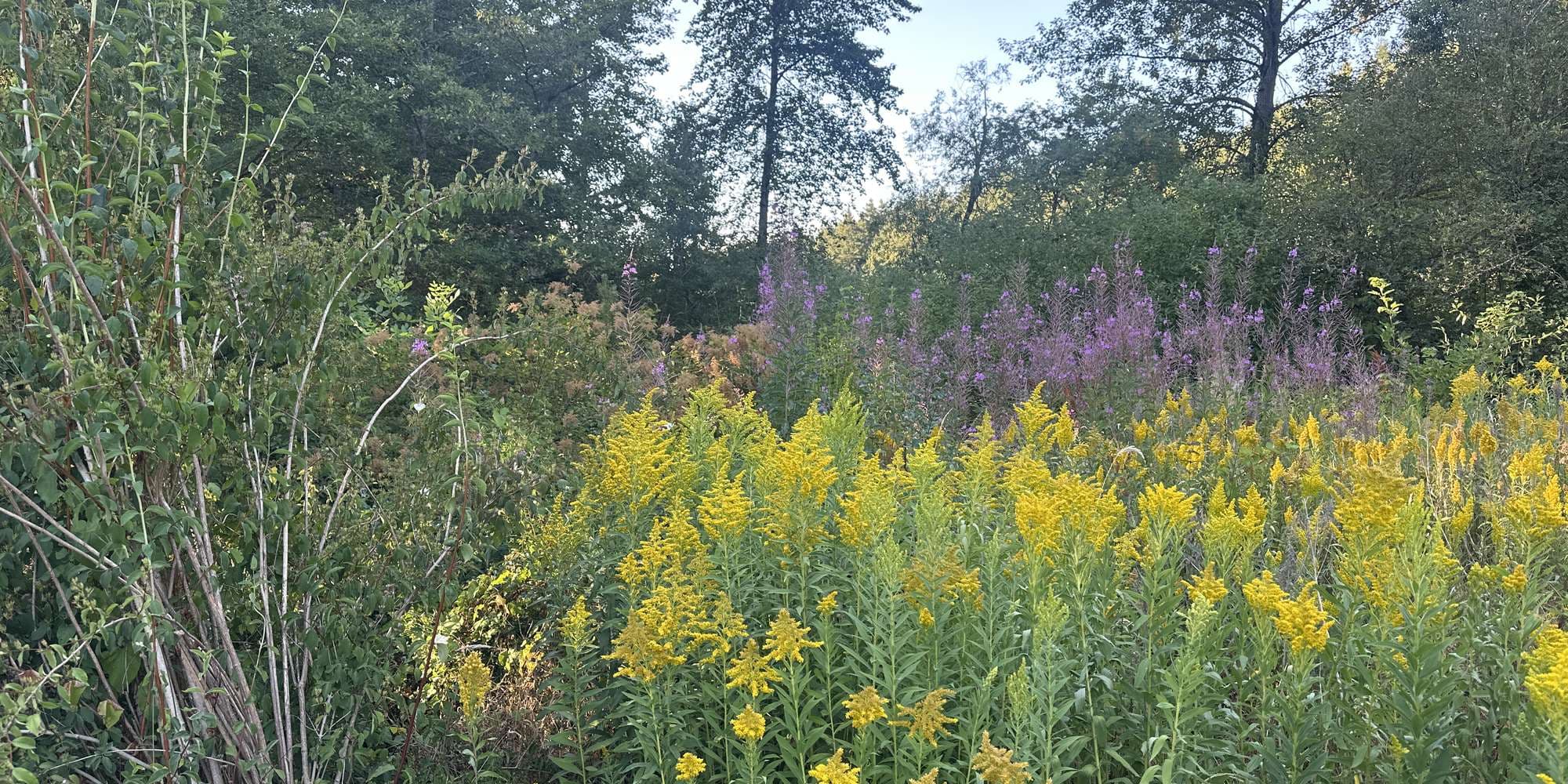 Second image to compare