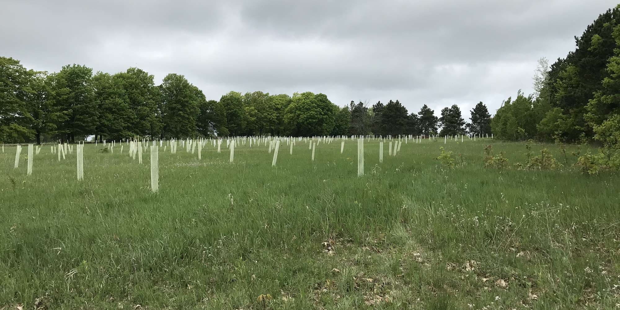 First image to compare