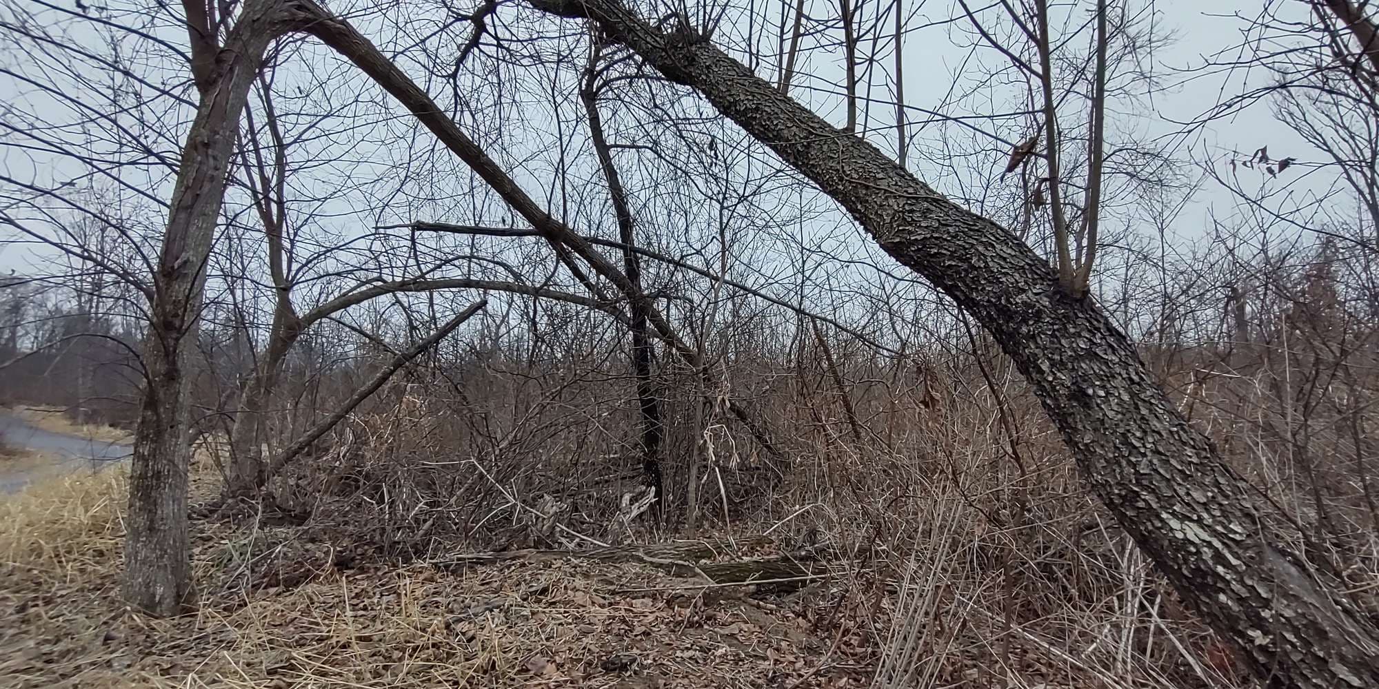 Second image to compare