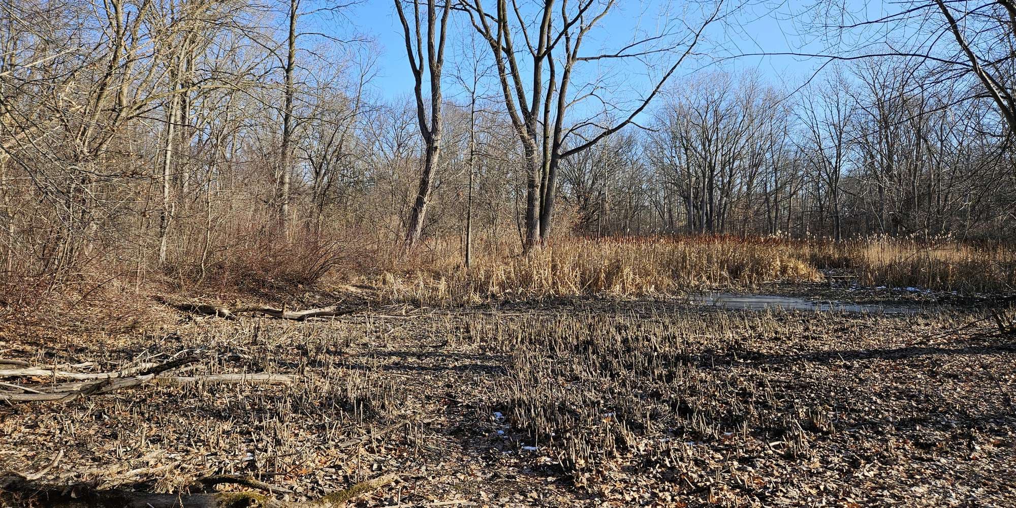 Second image to compare