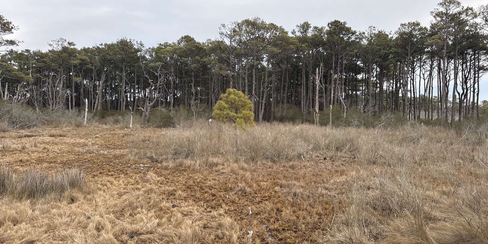 Second image to compare