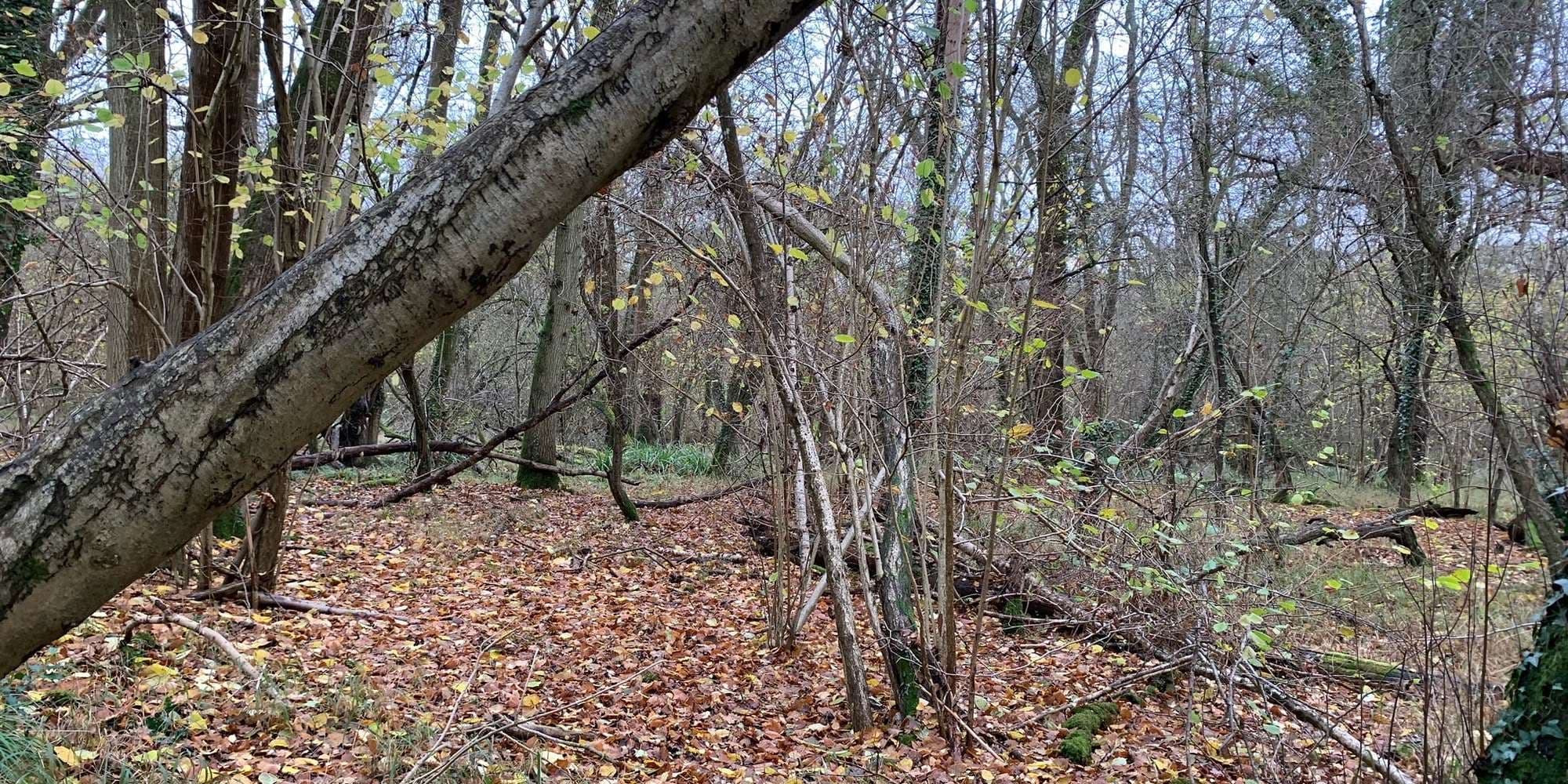 Second image to compare