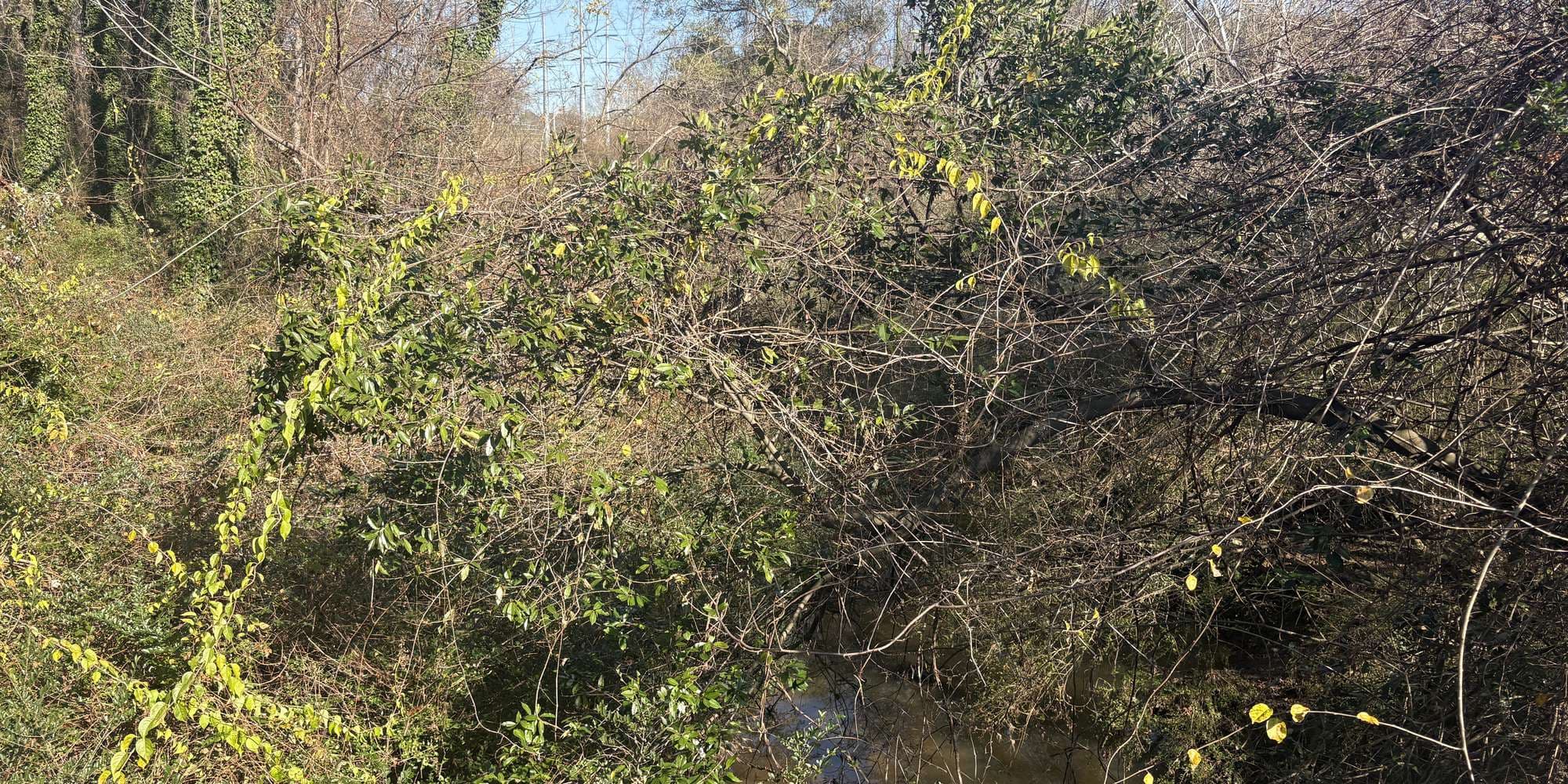 Second image to compare