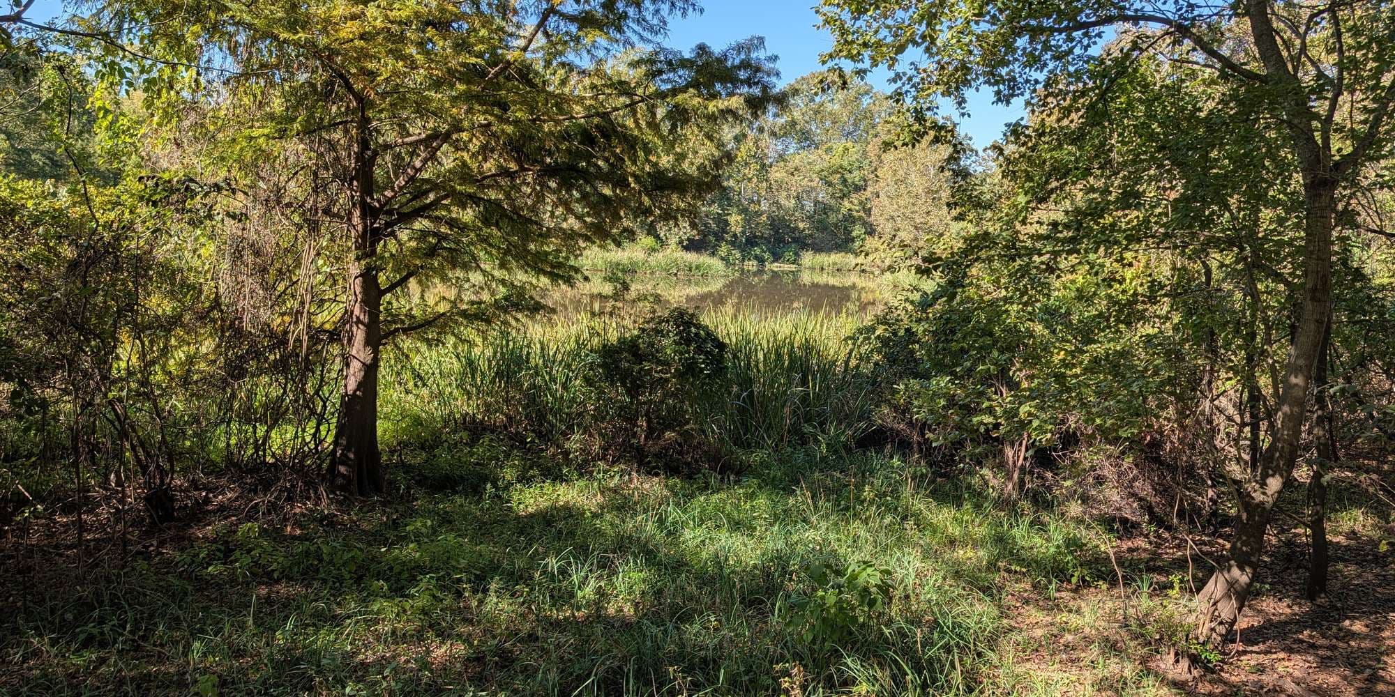 Second image to compare