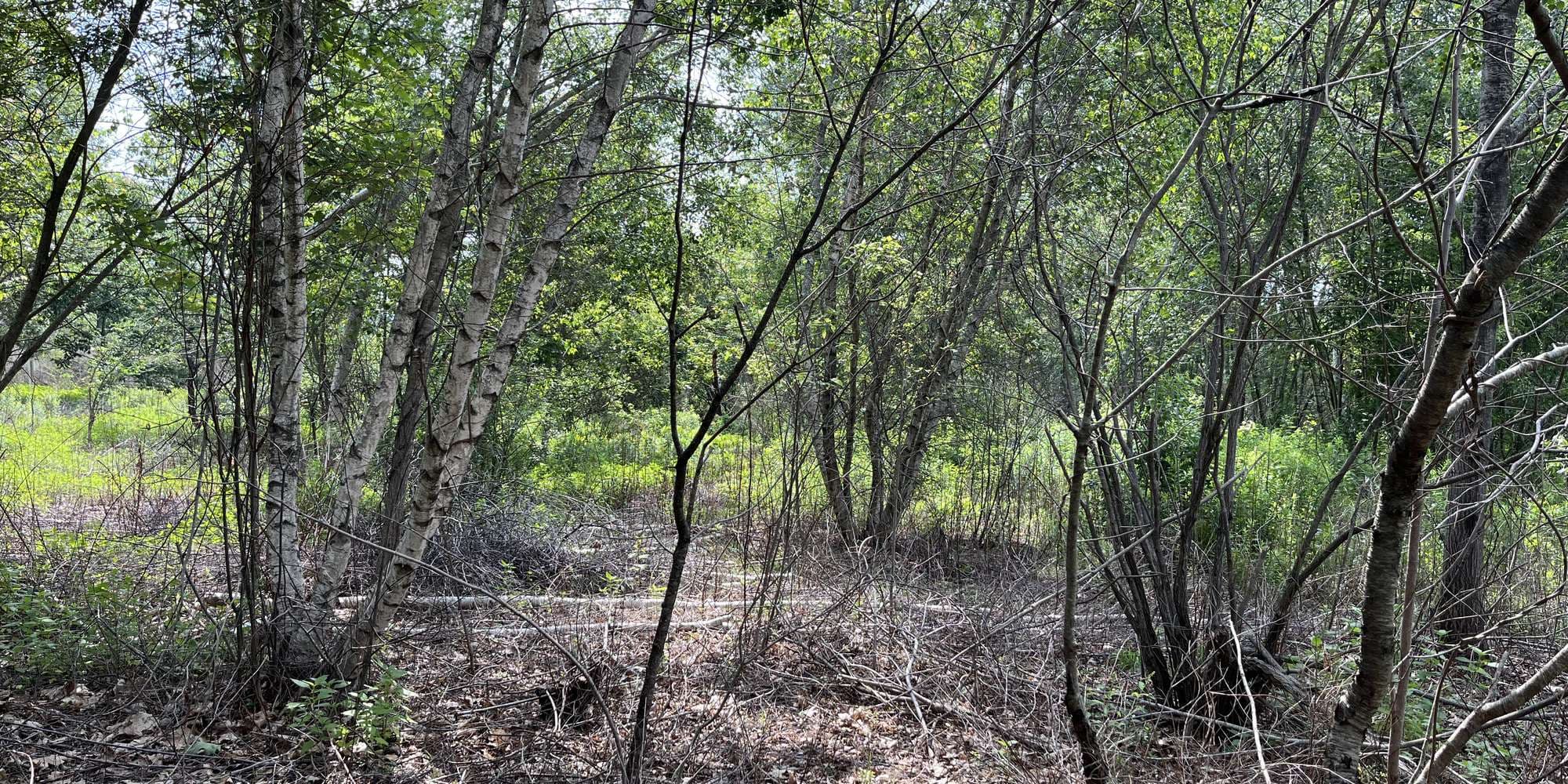 First image to compare