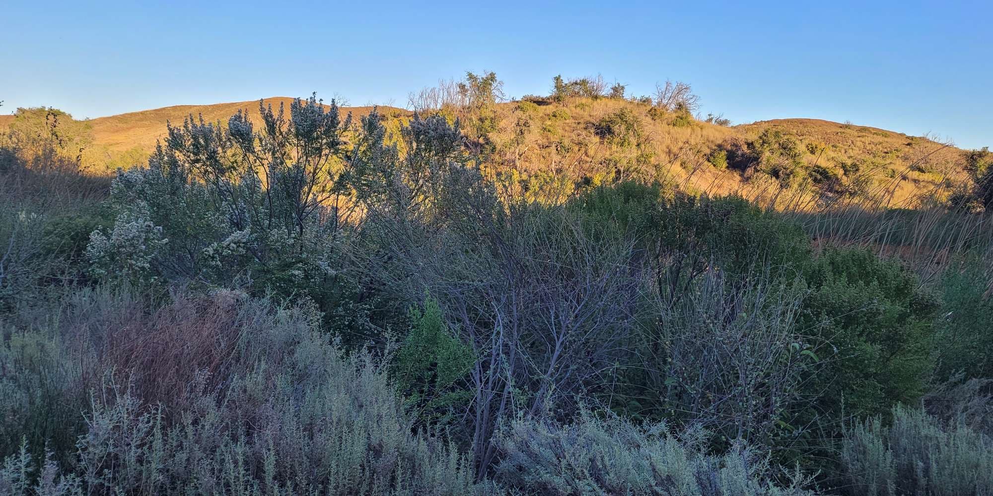 First image to compare