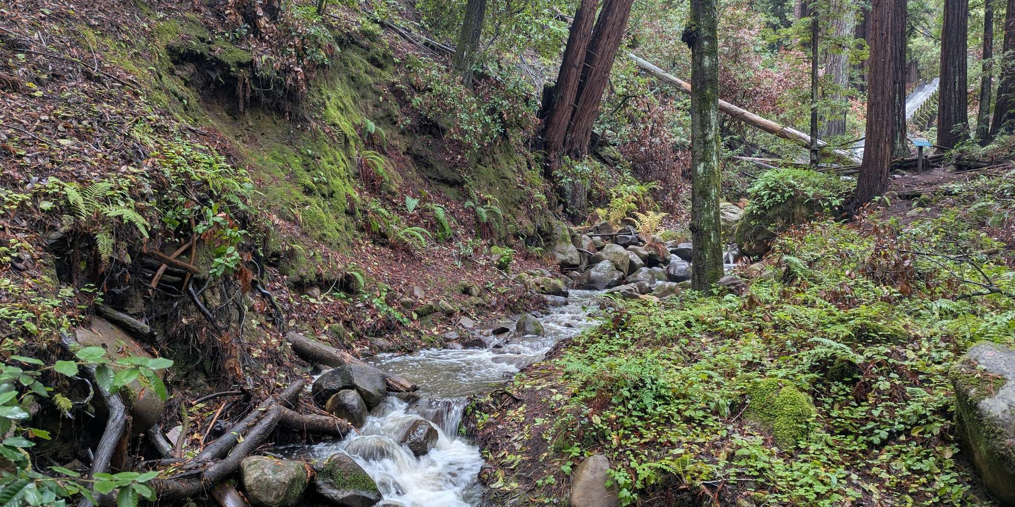 Second image to compare