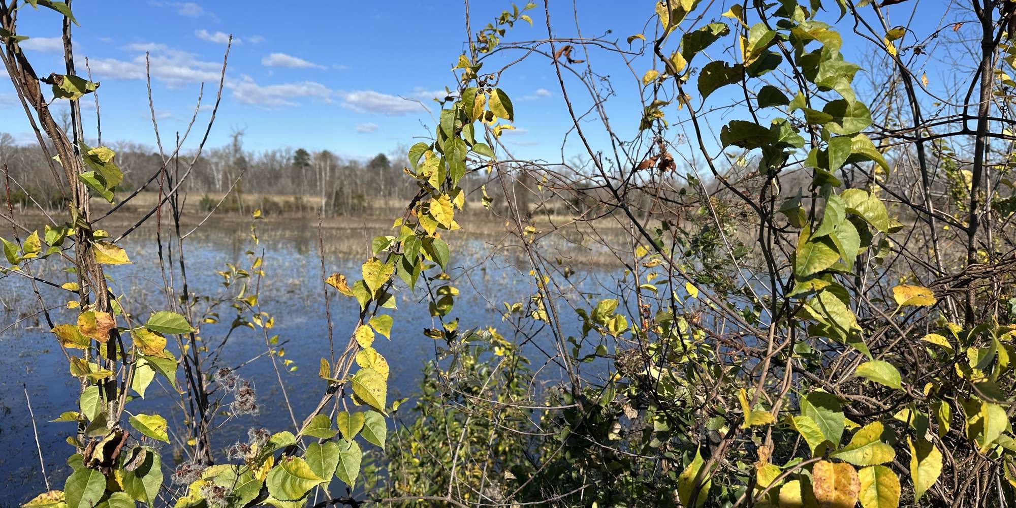 Second image to compare