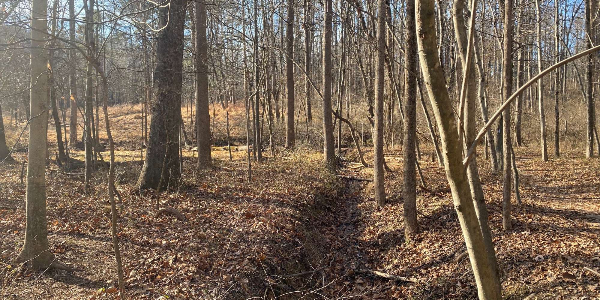 Second image to compare