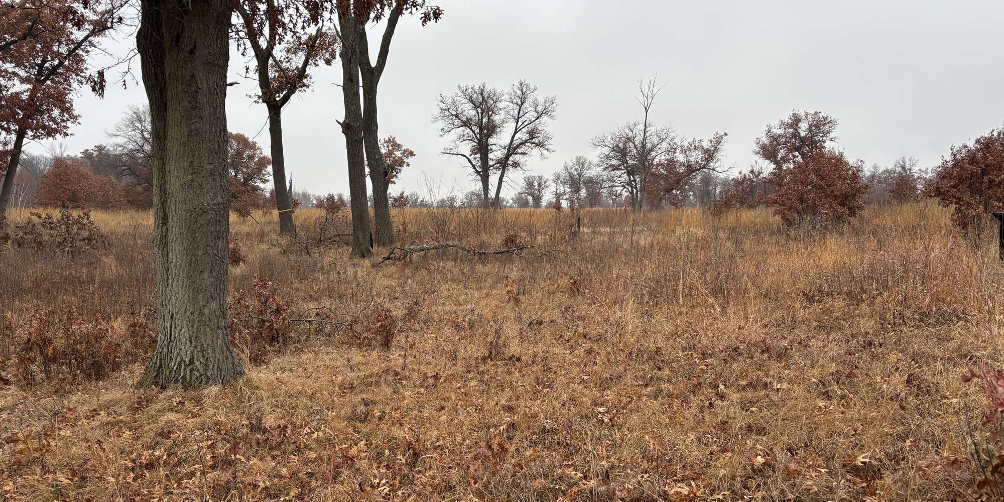 Second image to compare