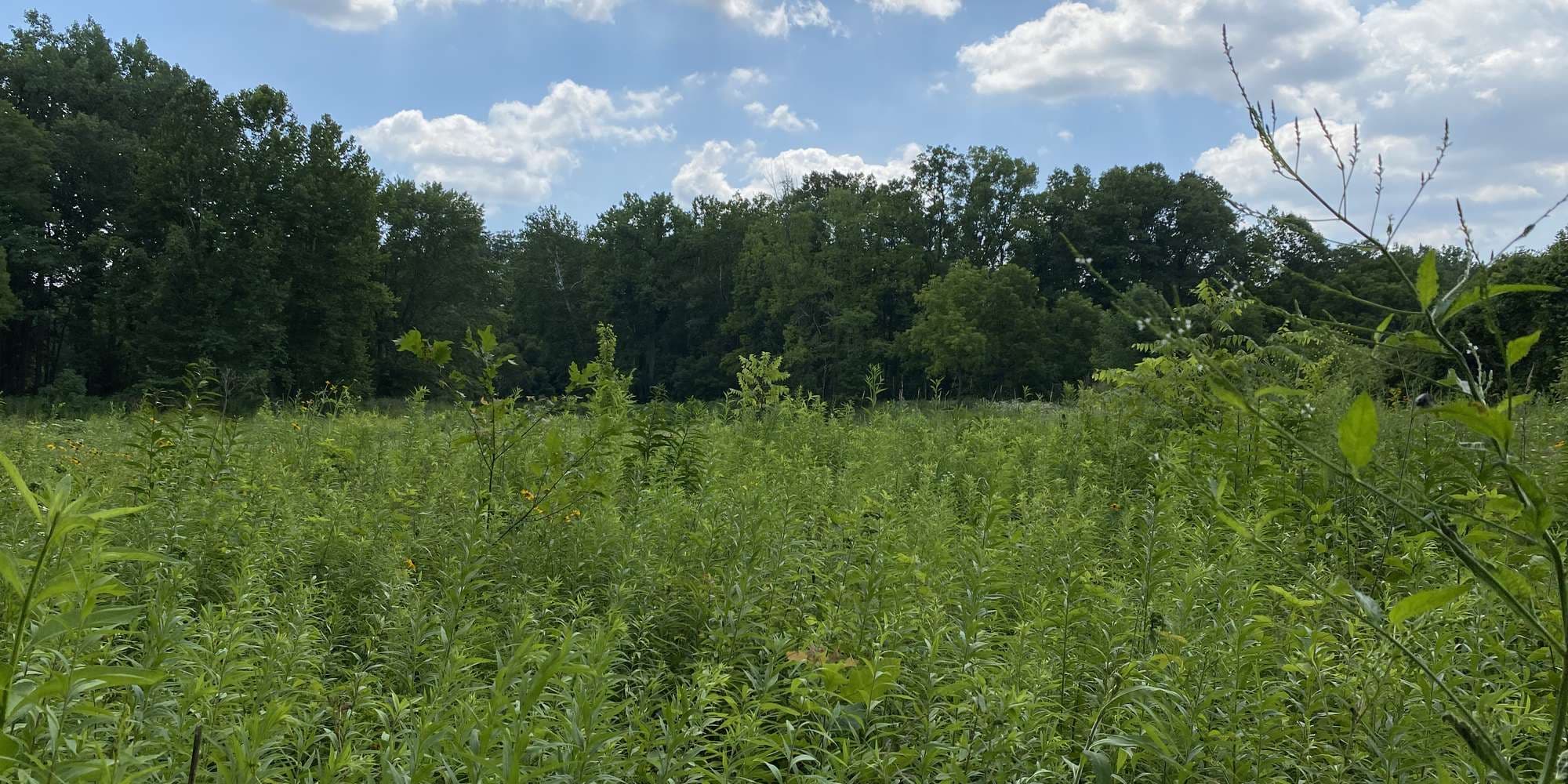 Second image to compare