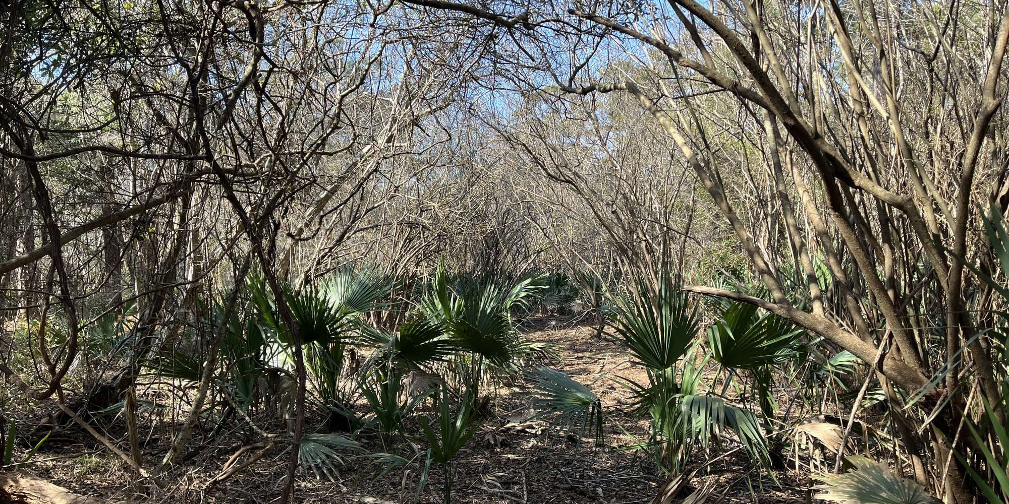 First image to compare