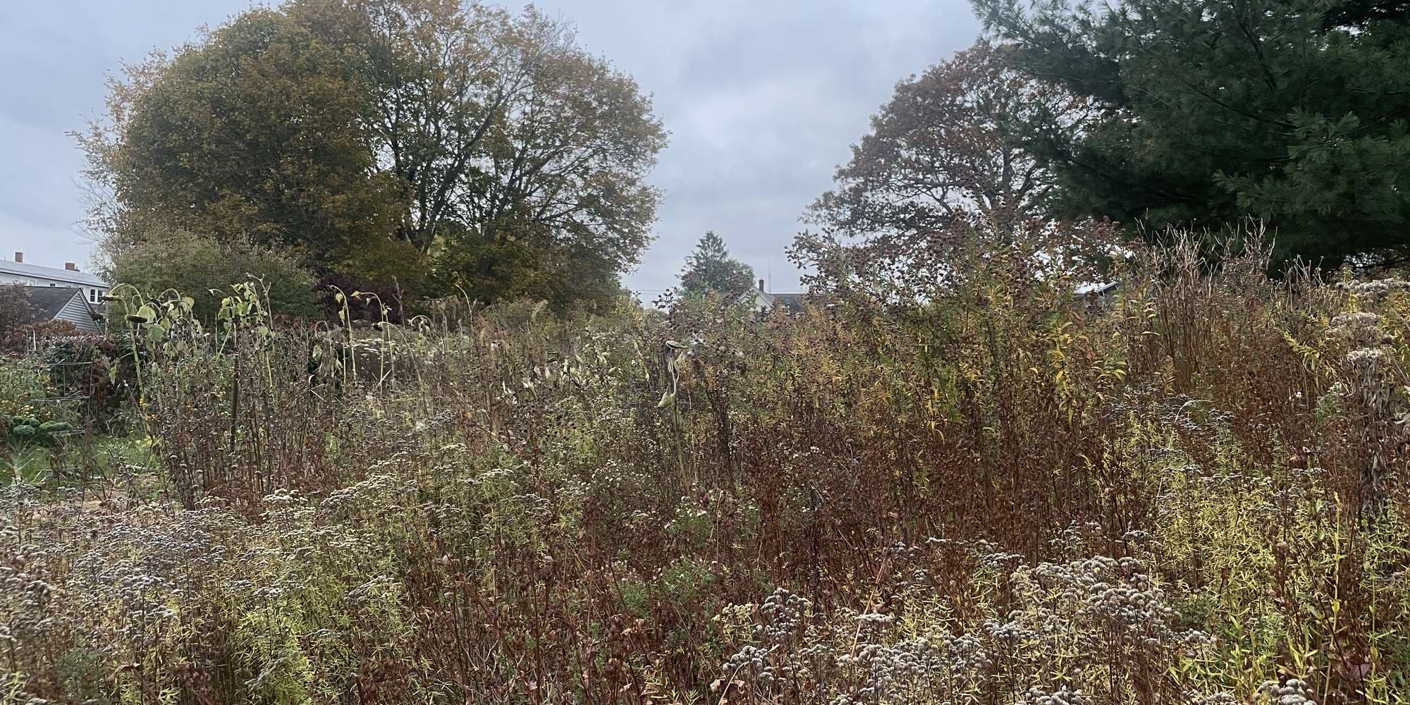 Second image to compare