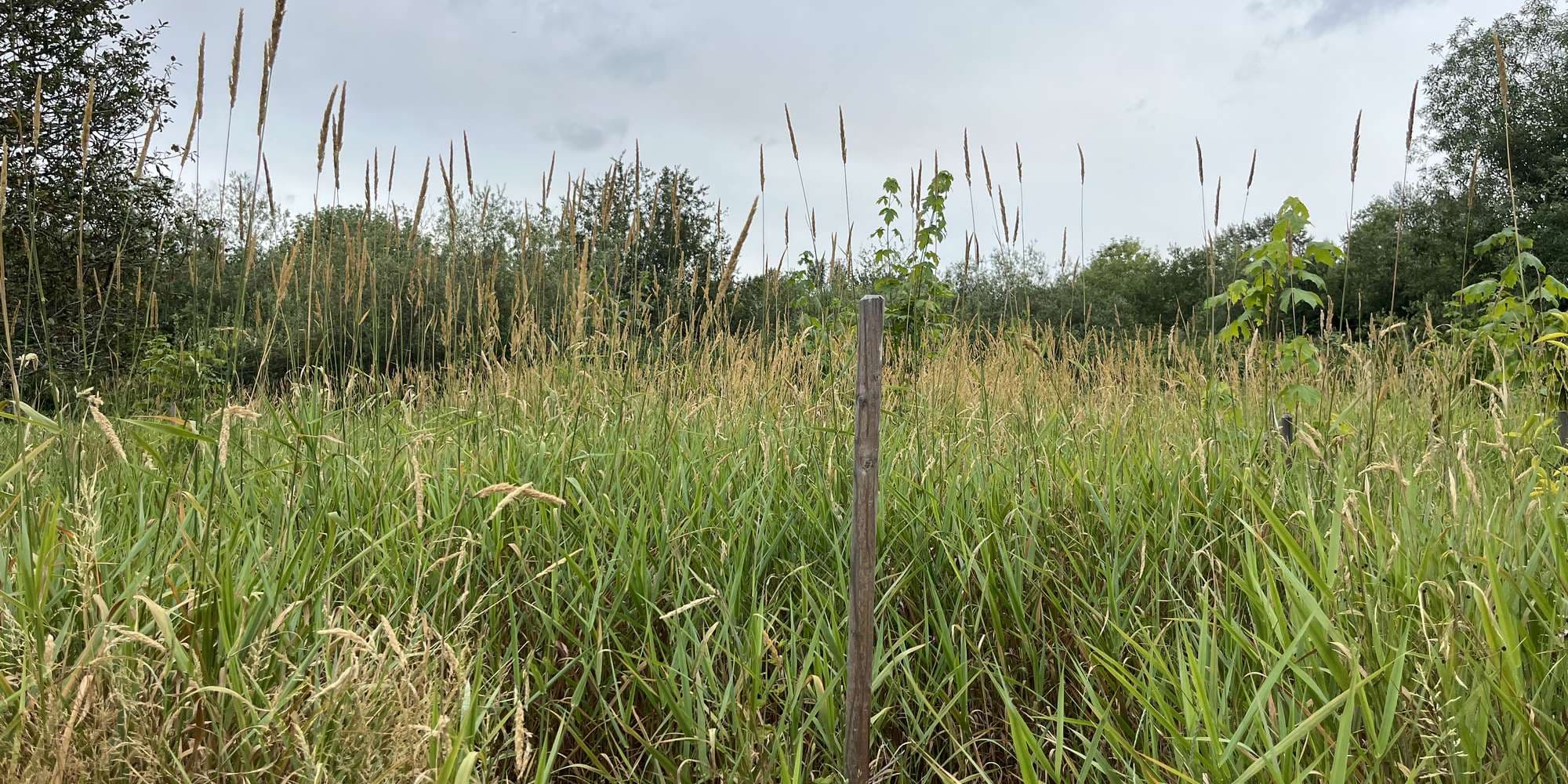 First image to compare