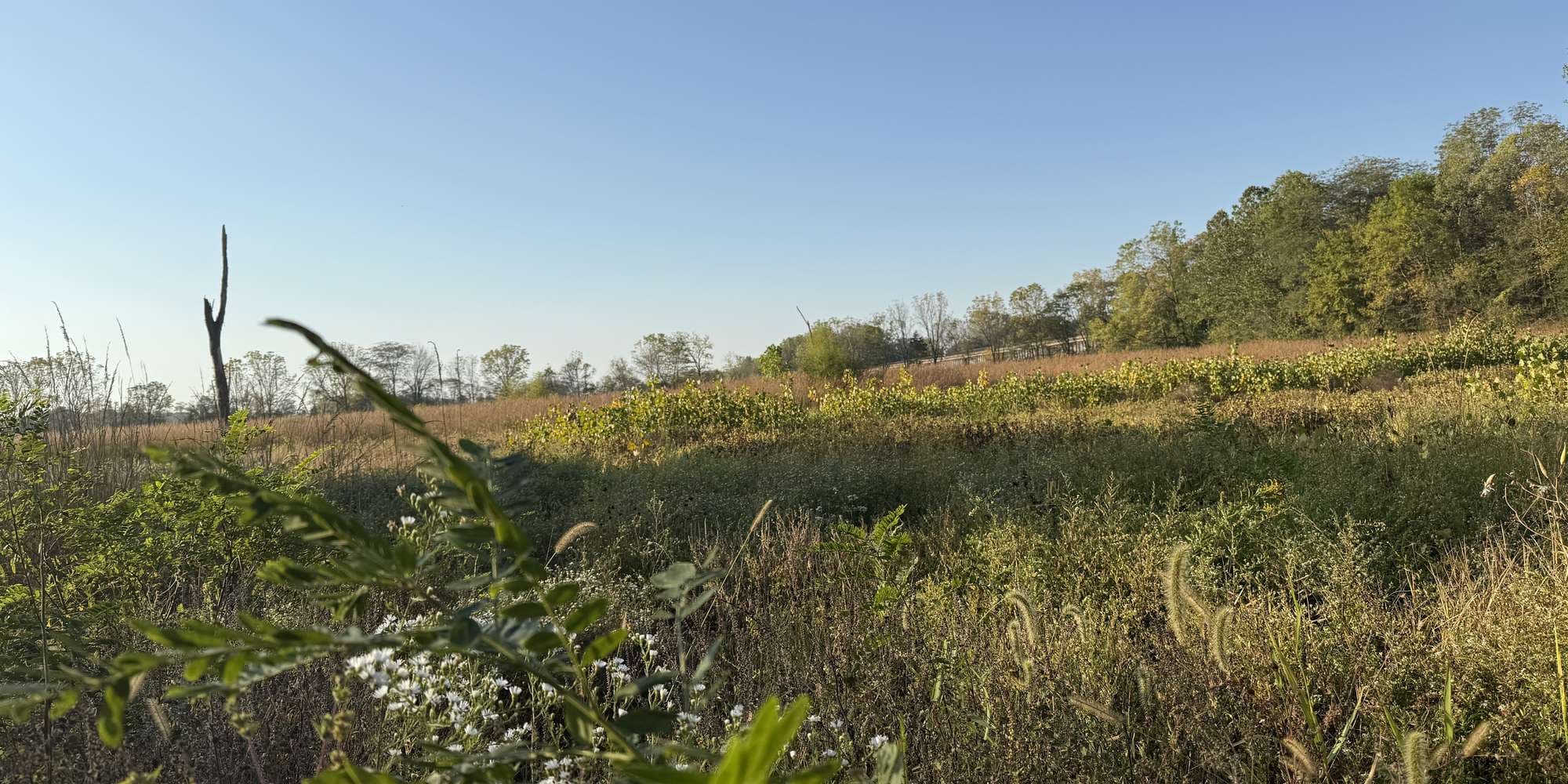 Second image to compare