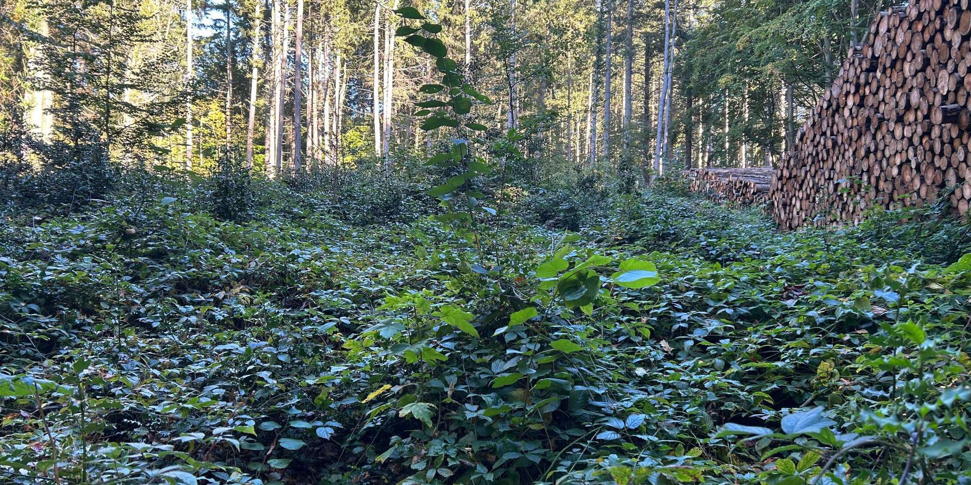 Second image to compare