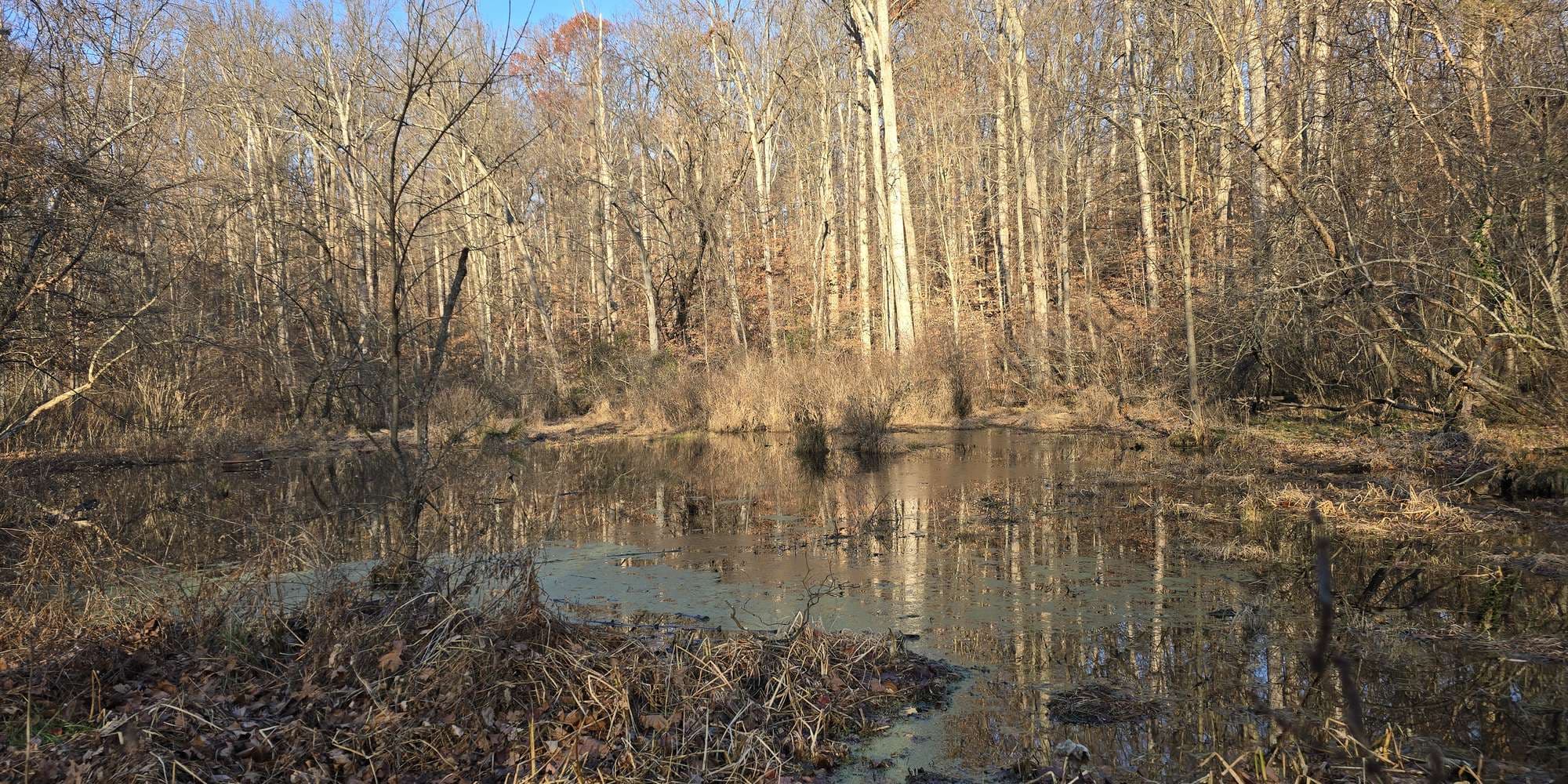 Second image to compare