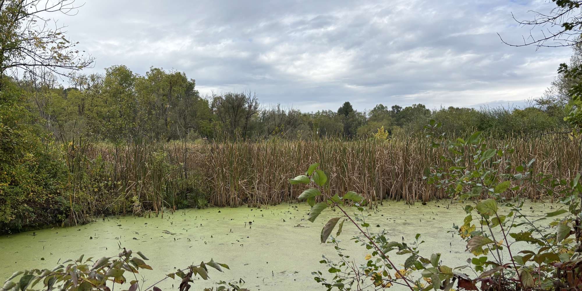 First image to compare