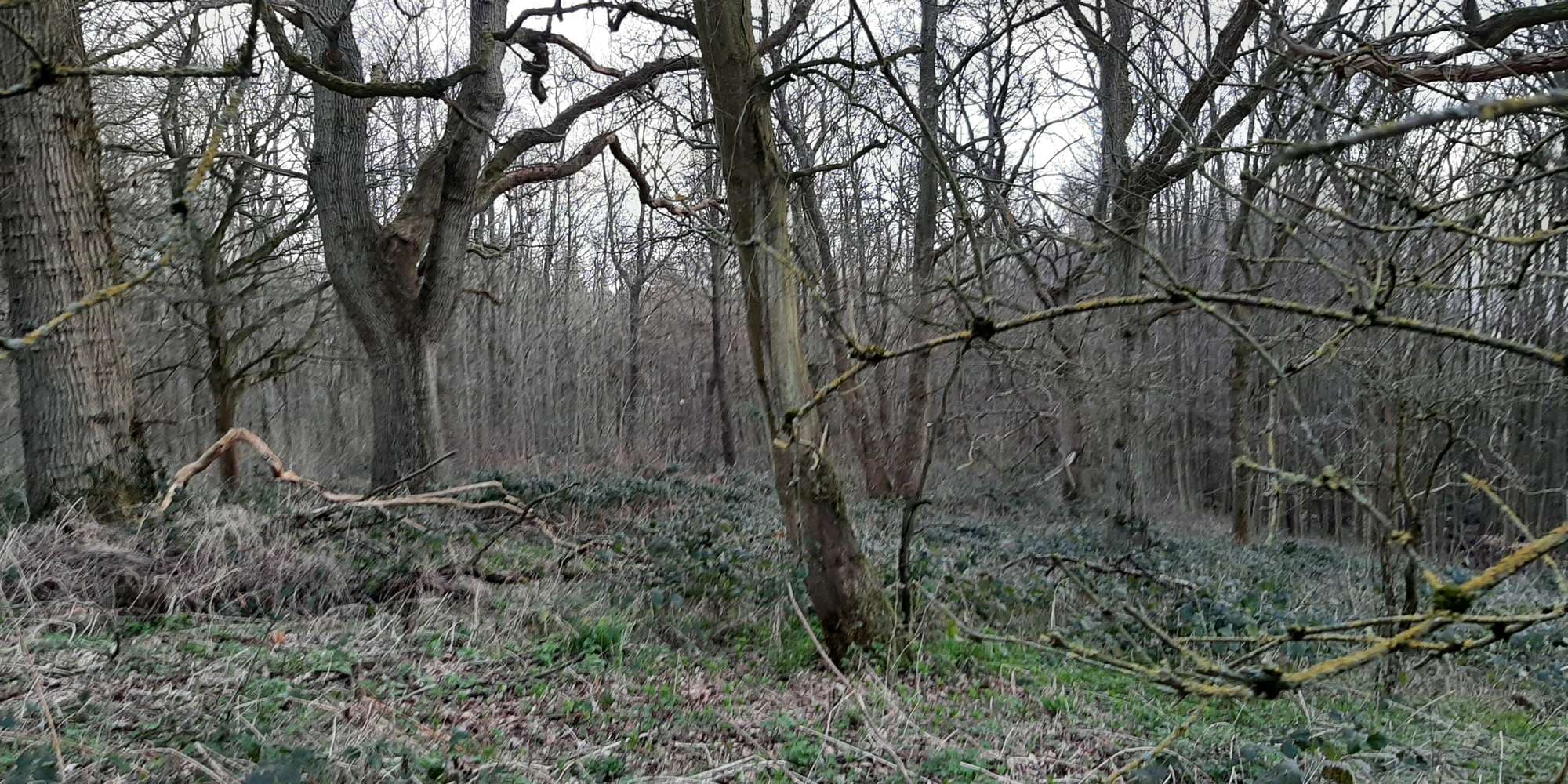 Second image to compare