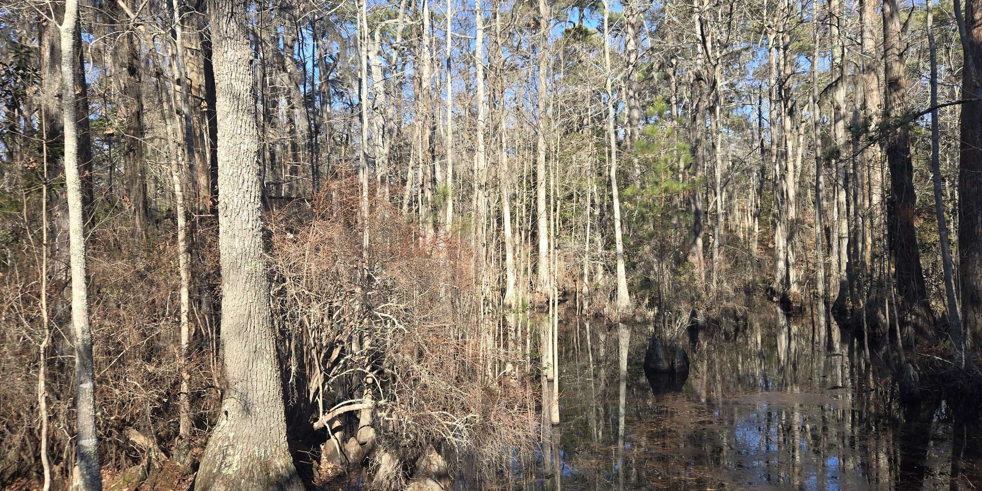 Second image to compare