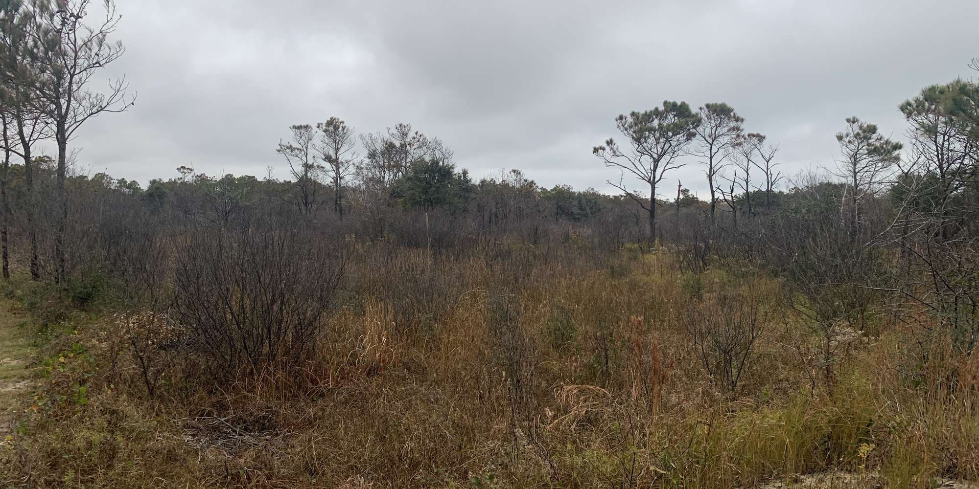 Second image to compare