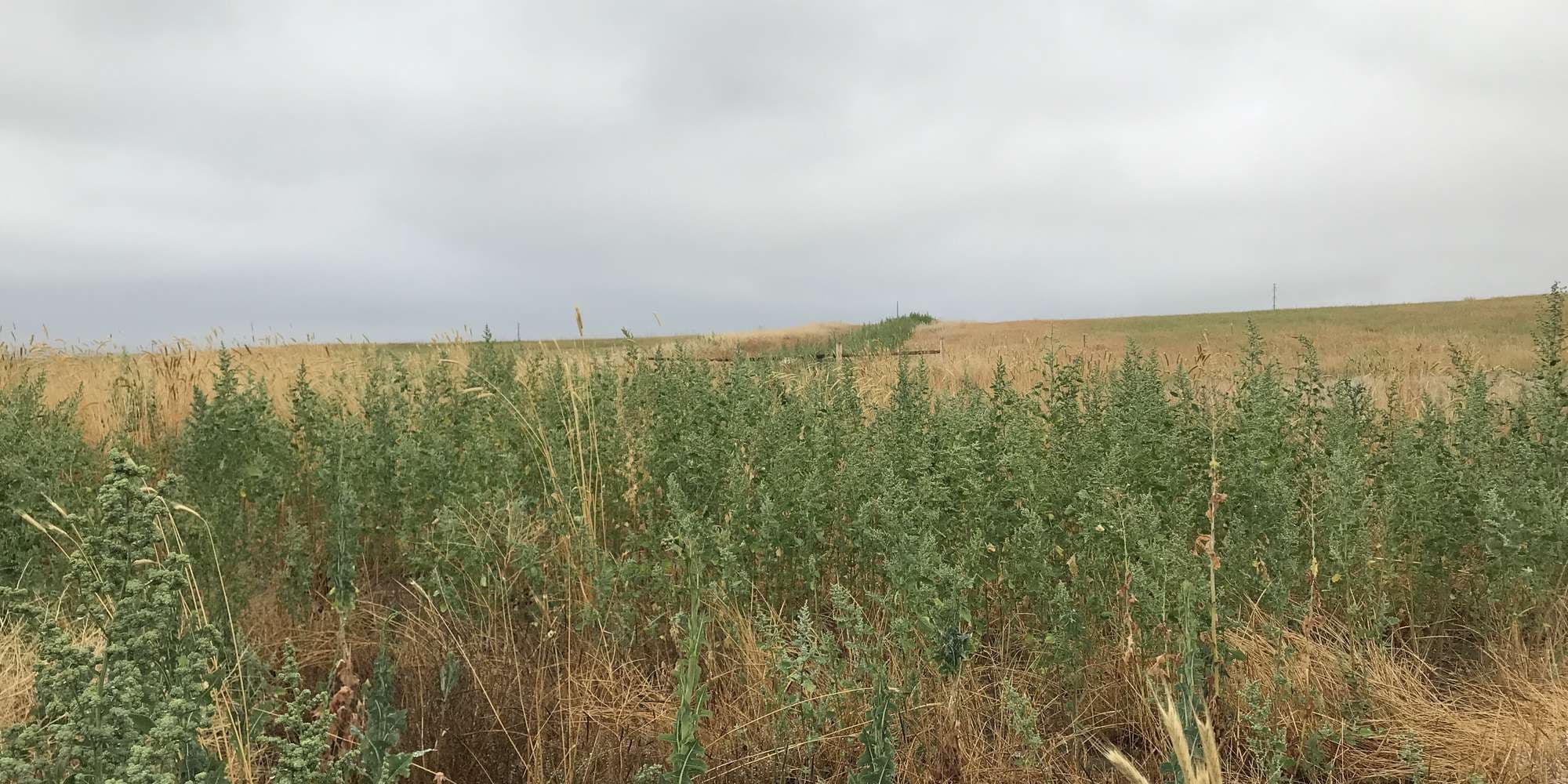 First image to compare