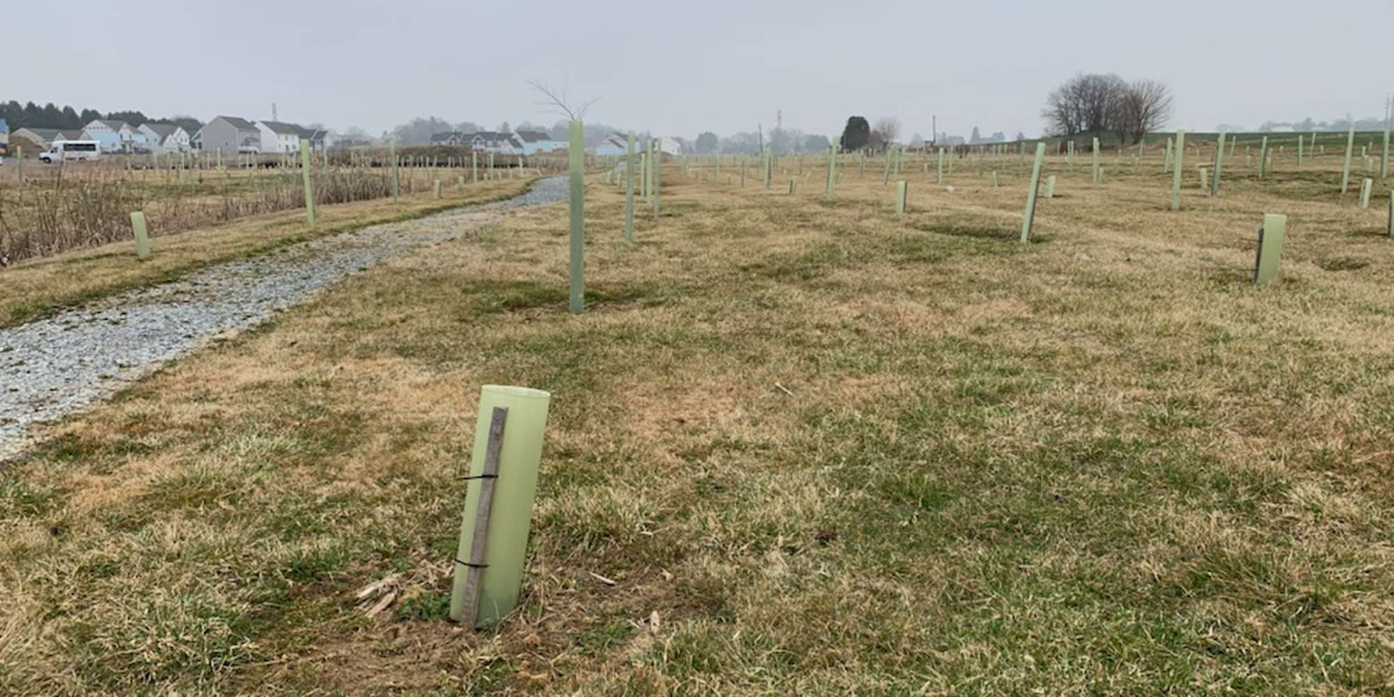 First image to compare